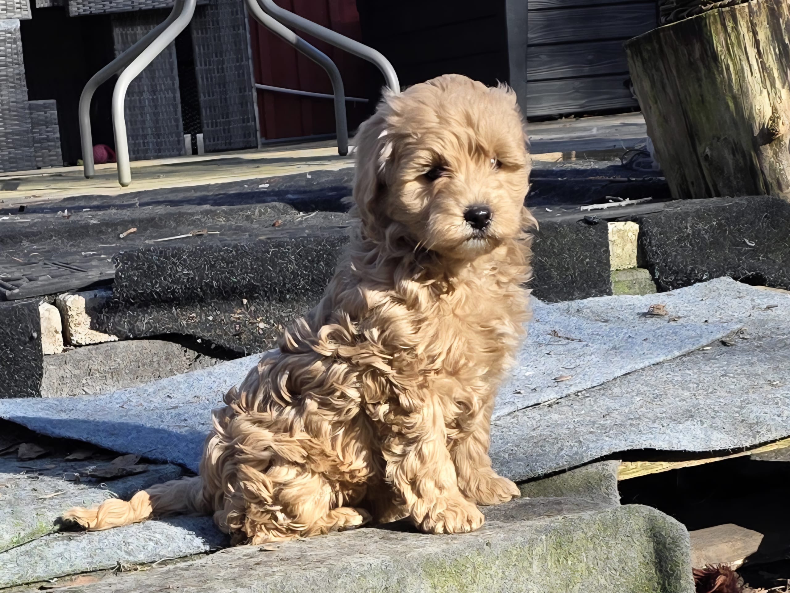 Blandras · 2026-01-25 · Skutskär · Tuula E.