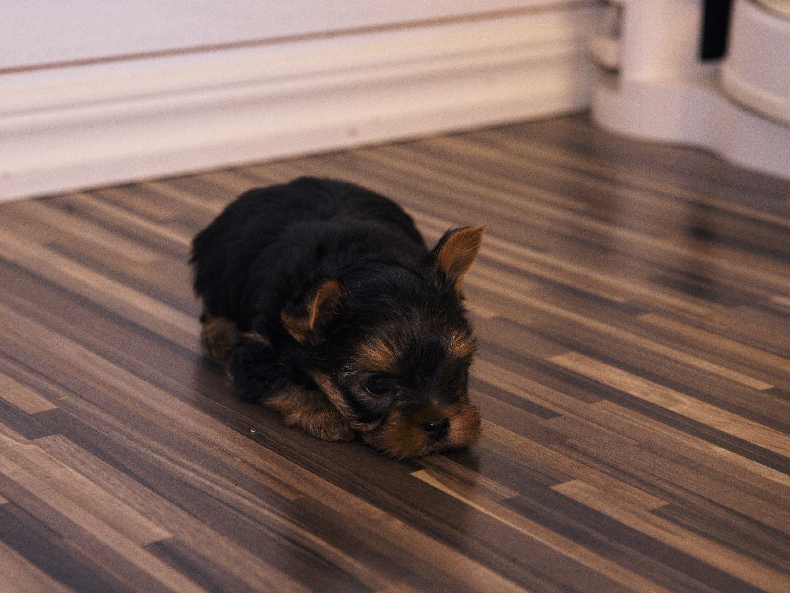 Yorkshireterrier · 2026-02-18 · Markaryd · Mount Yorkie