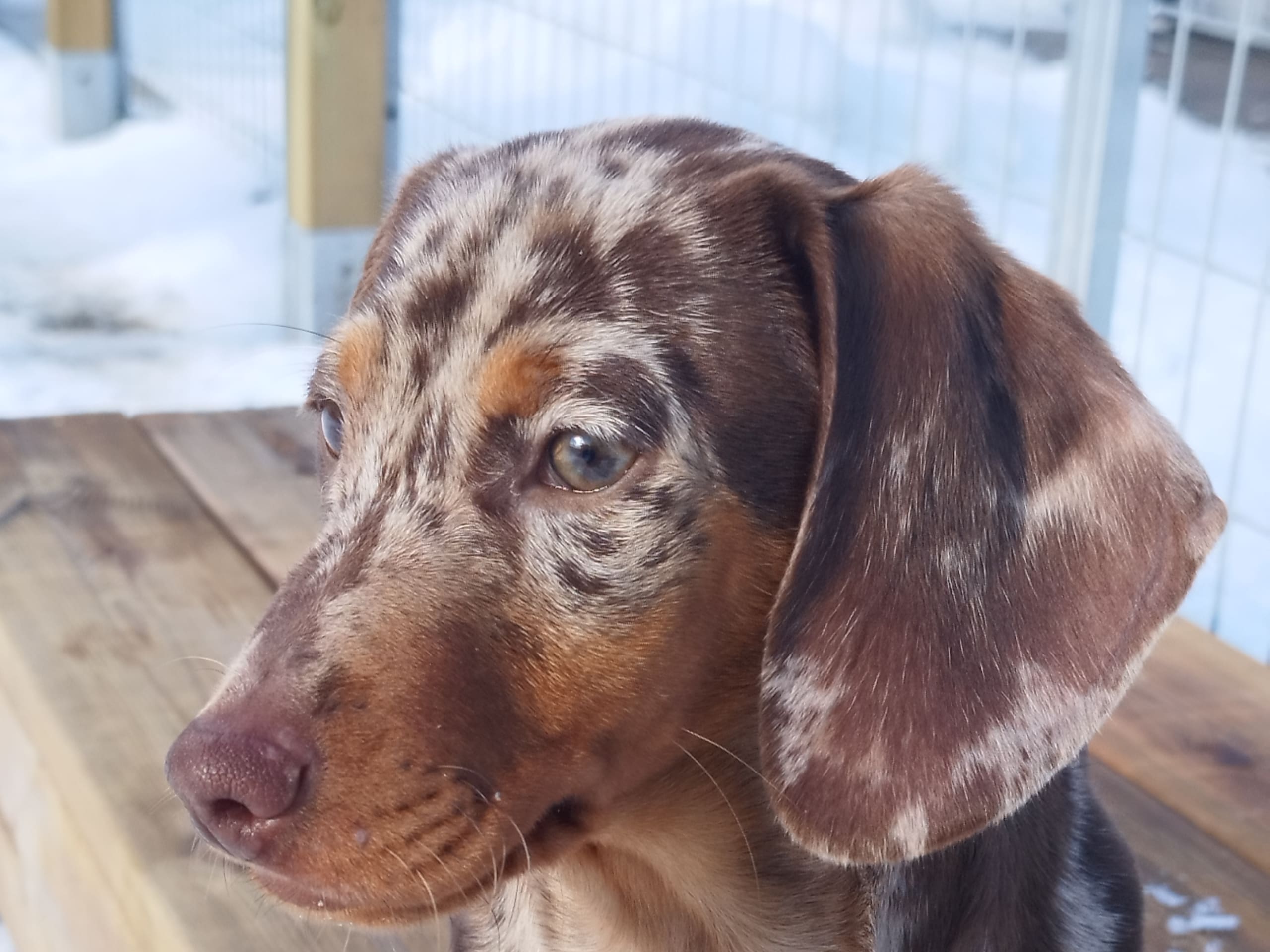 Dachshund