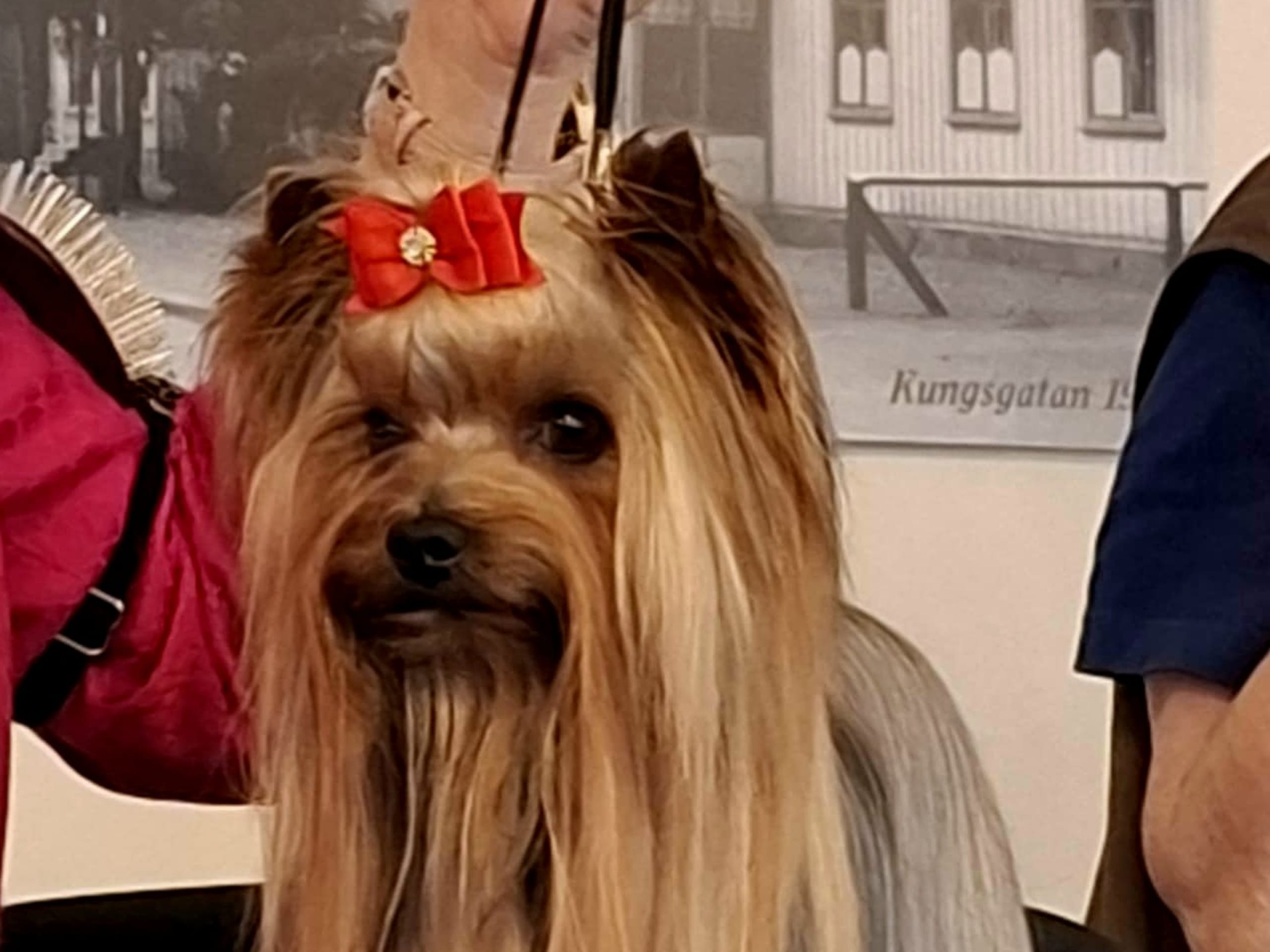 Yorkshire Terrier