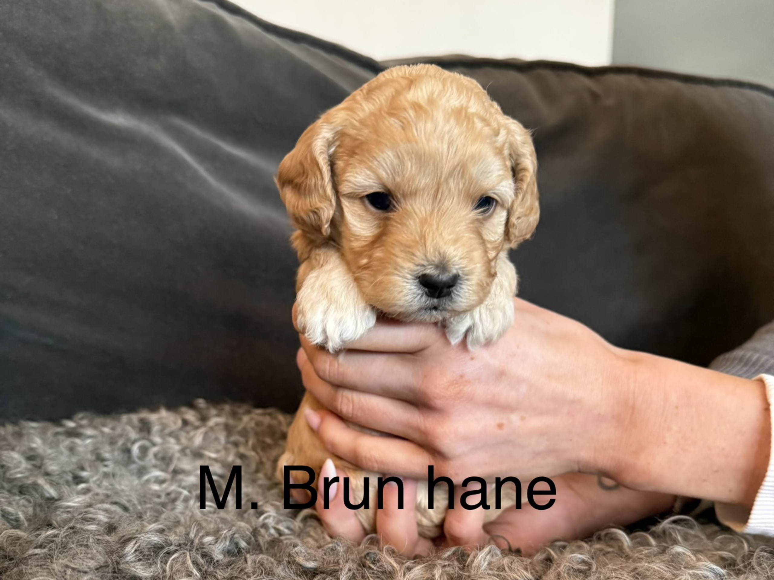 Maltipoo · 2026-03-04 · Leksand · Lola A.