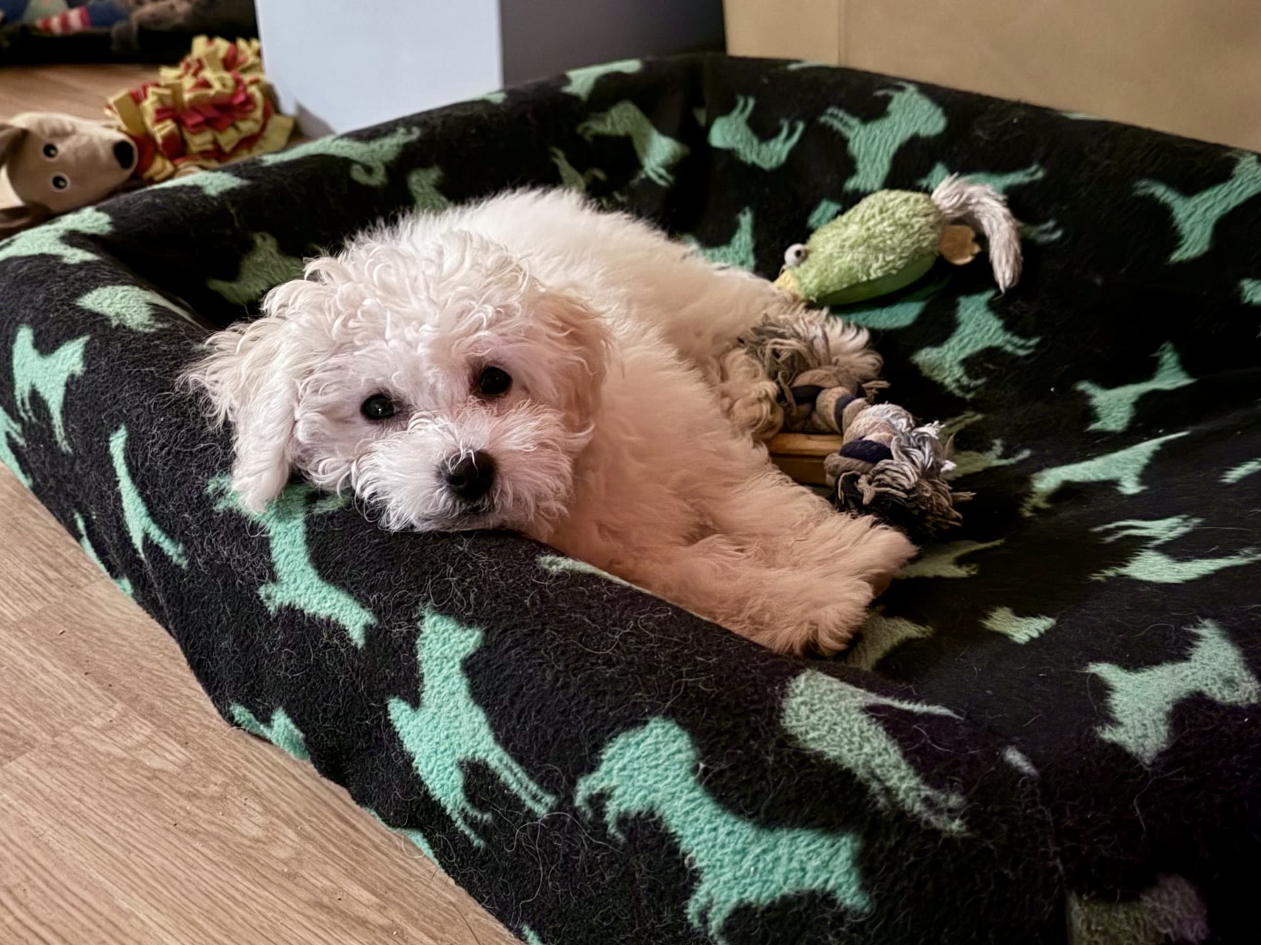 Bolognese · 2025-10-31 · Höllviken · Charlotte S.