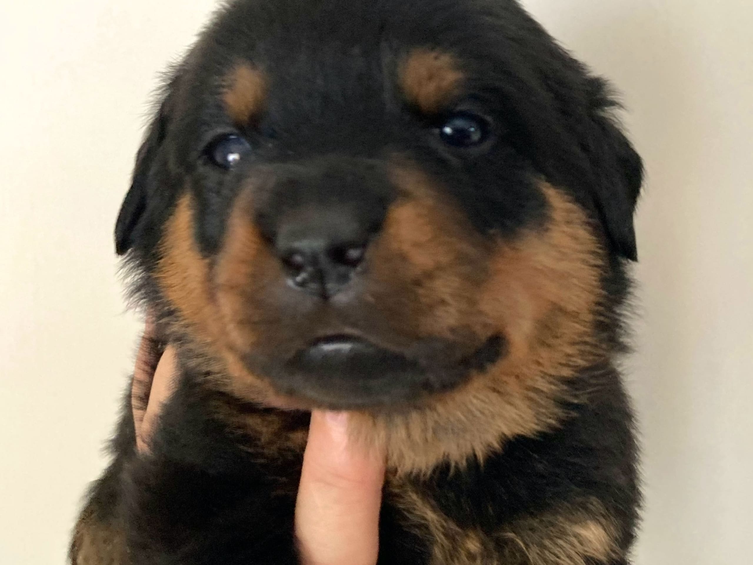 Rottweiler · östervåla · Dexline's