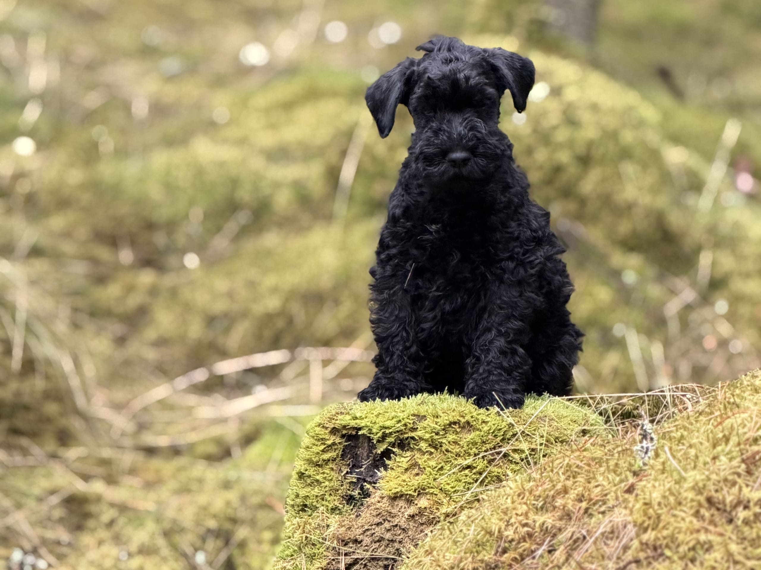 Kerry Blue Terrier · 2026-01-16 · Simlångsdalen · Occis
