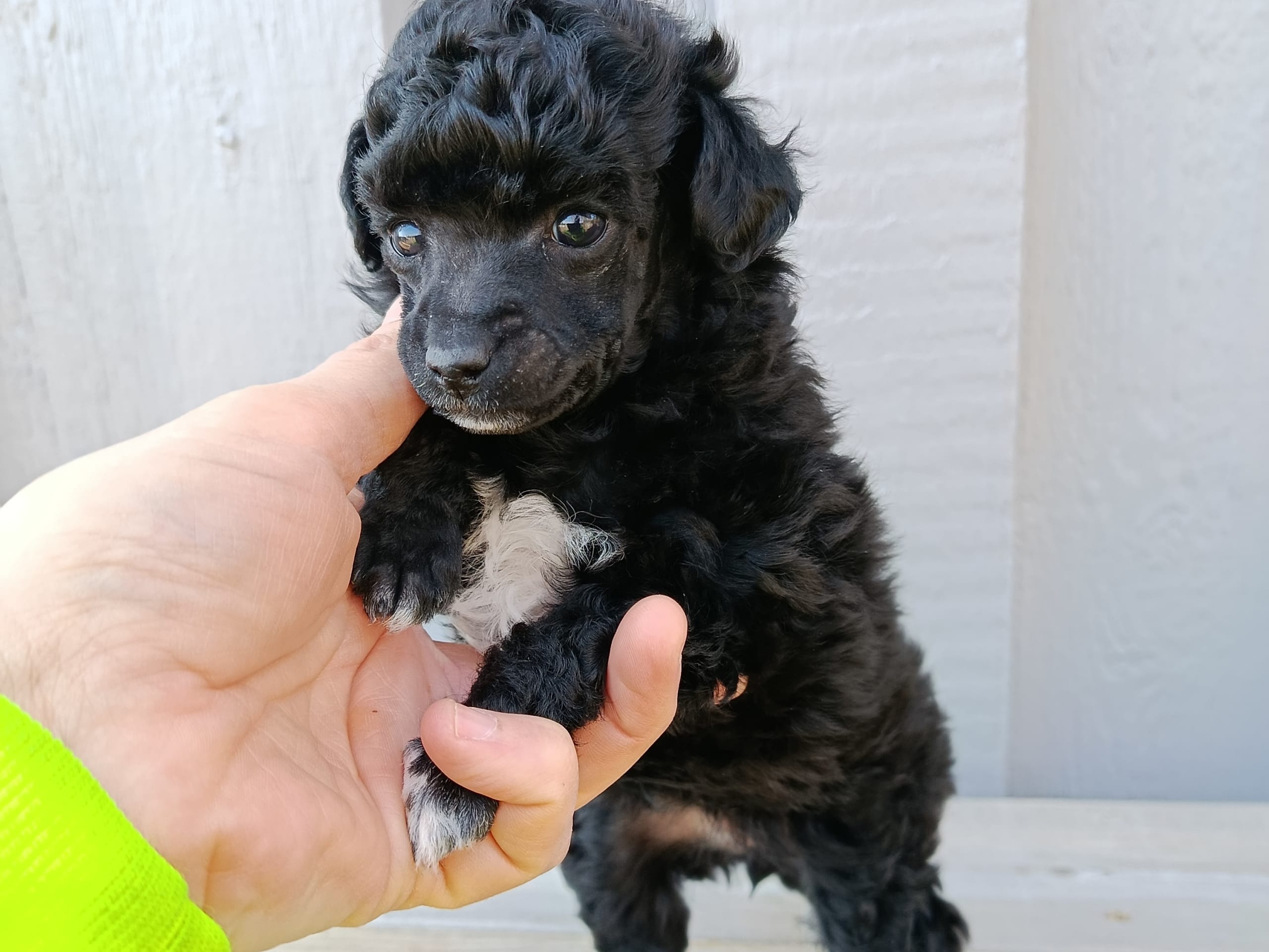 Miniature Poodle · 2026-02-14 · Hjortkvarn · Hjortkvarns Cavapoo