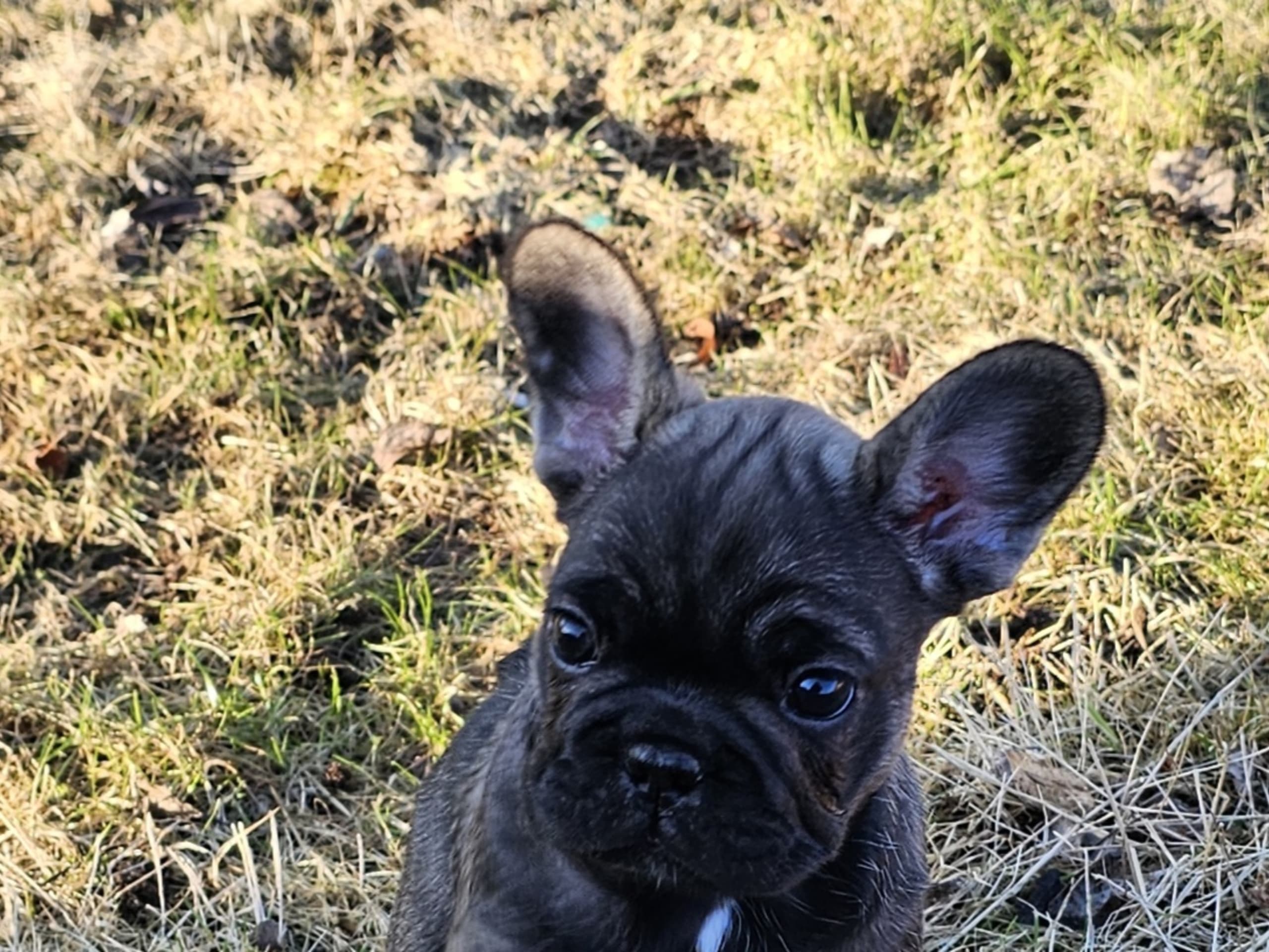 Fransk bulldogg · 2026-01-21 · Laholm · Frallebackens