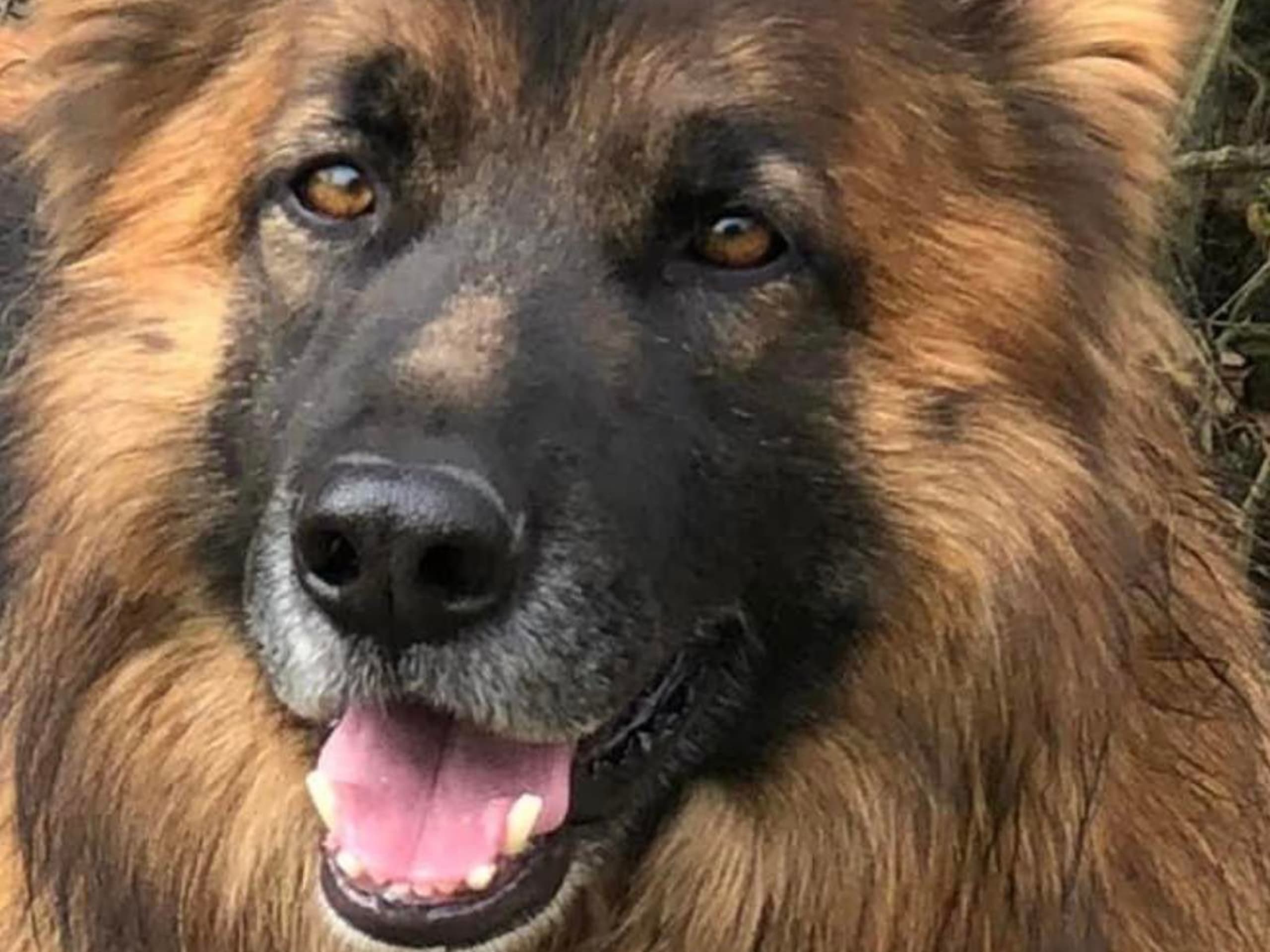 German Shepherd Dog · 2026-02-12 · Falkenberg · Karin M.