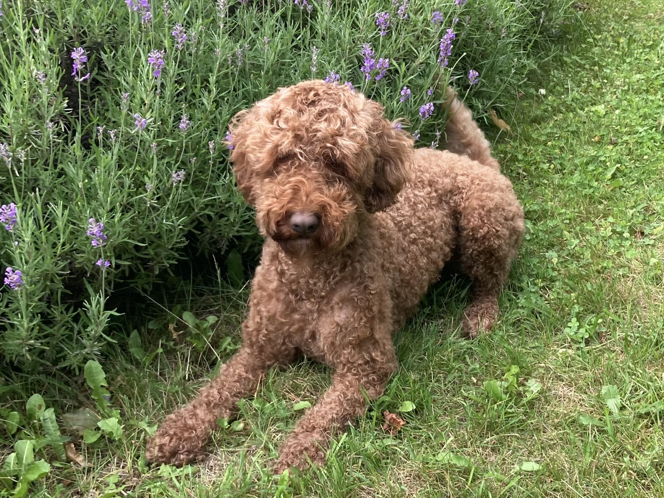 Labradoodle · Upplands väsby · Milestone