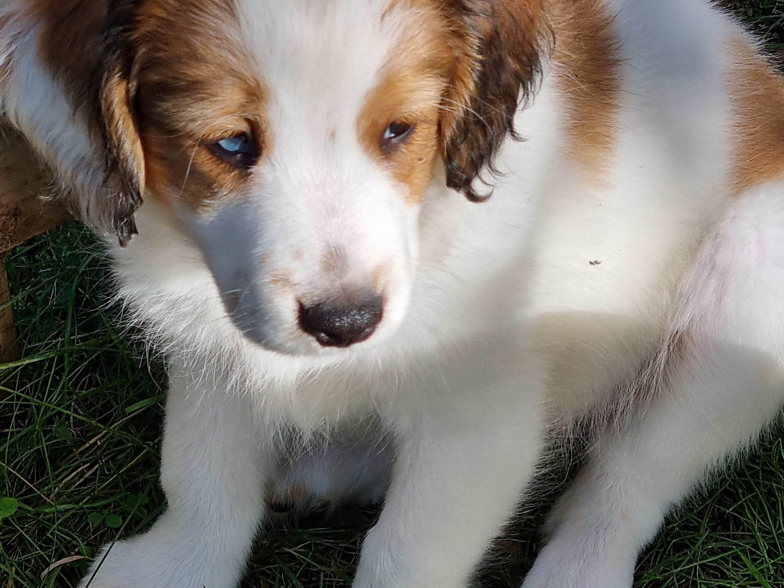 Dutch Kooikerhondje · 2025-07-18 · Ingarö · Playwaters