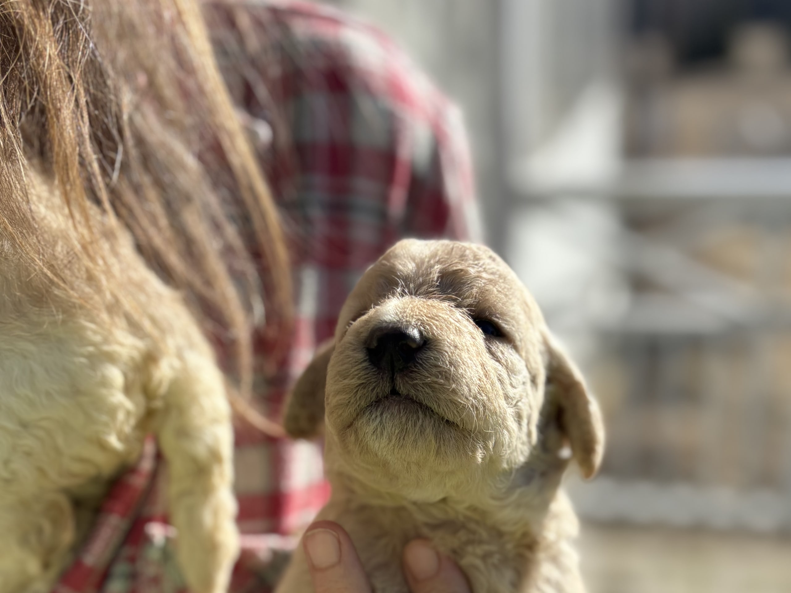 Labradoodle · 2026-03-26 · Bjuråker · Lundatorpet