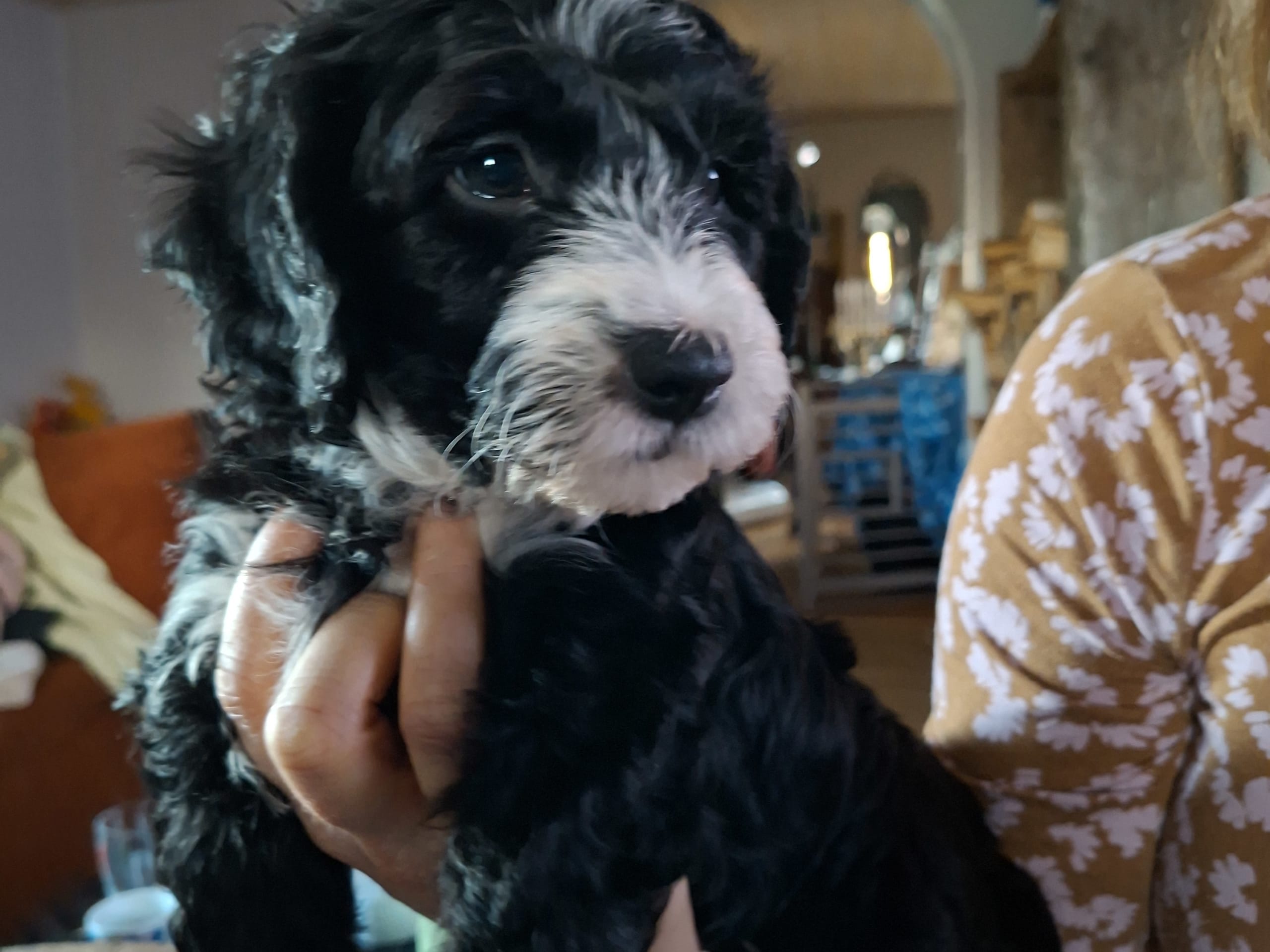 Bernedoodle · 2026-02-13 · Lönashult · Charlotte A.