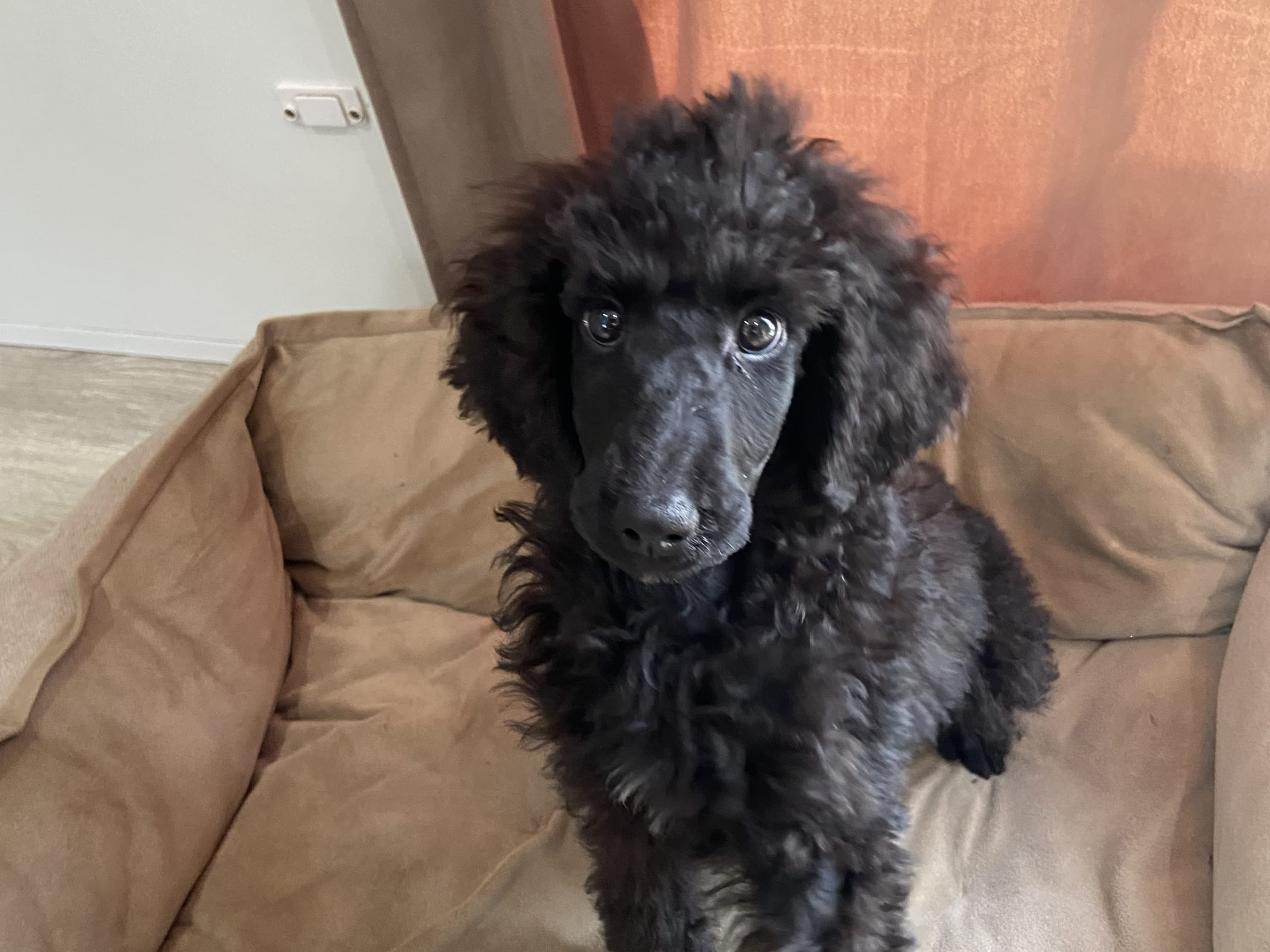 Standard Poodle