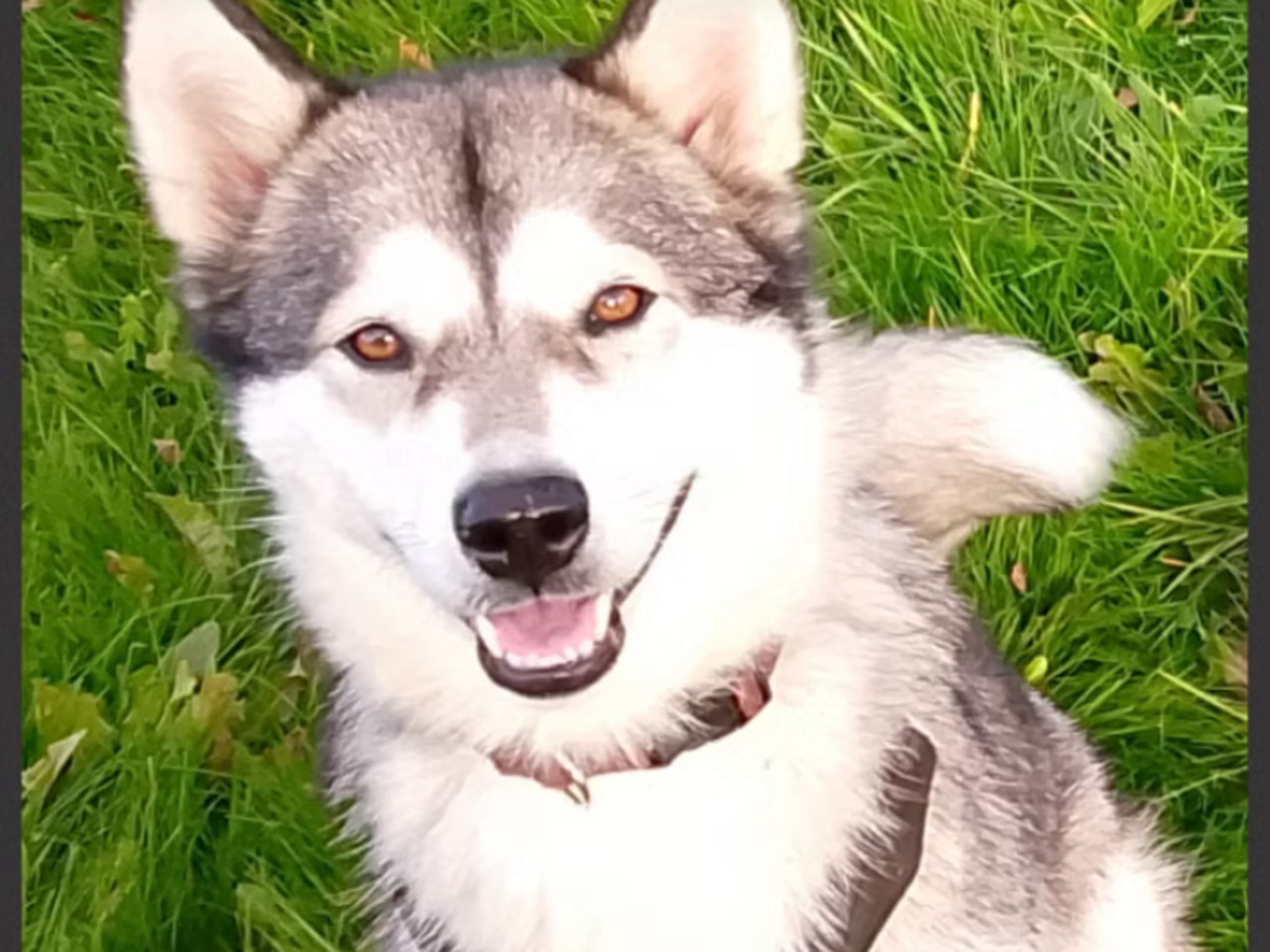 Alaskan Malamute · Ankarsvik · Nabaa H.
