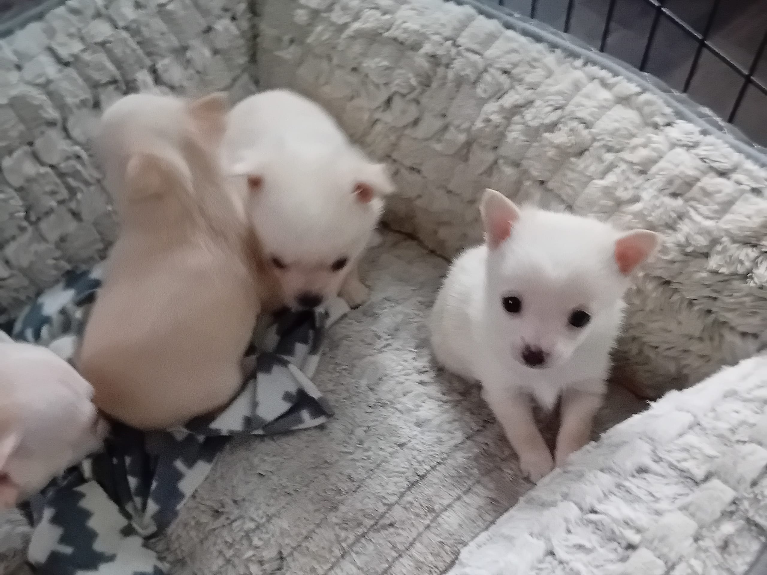 Blandras Pomchi · 2026-01-26 · Svenljunga · Sirpa O.