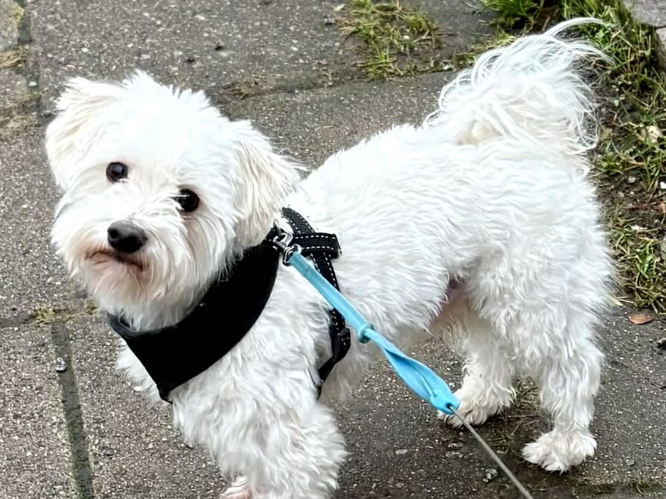 Maltese