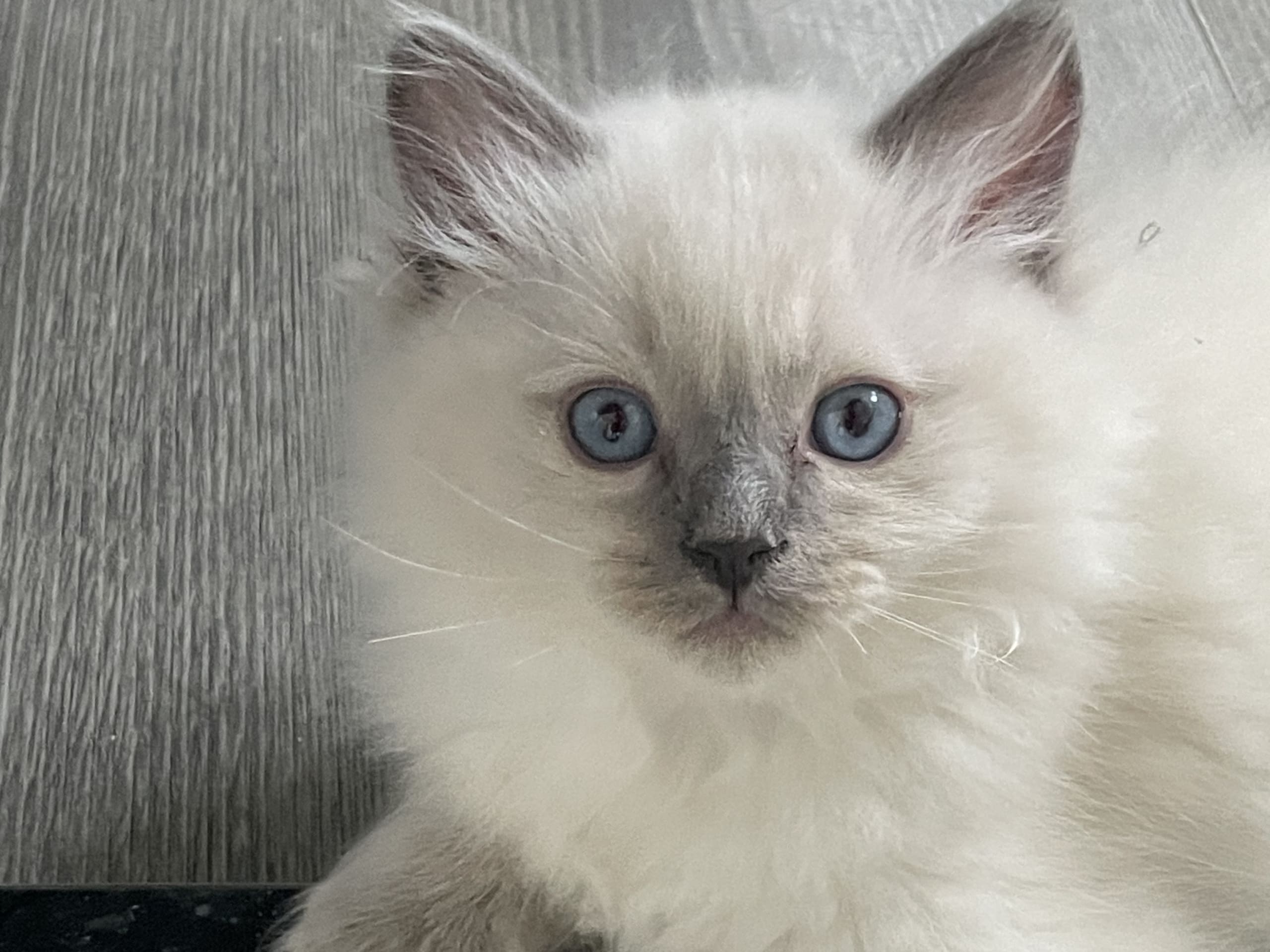 Ragdoll · 2025-12-06 · Vallentuna · Anderwels