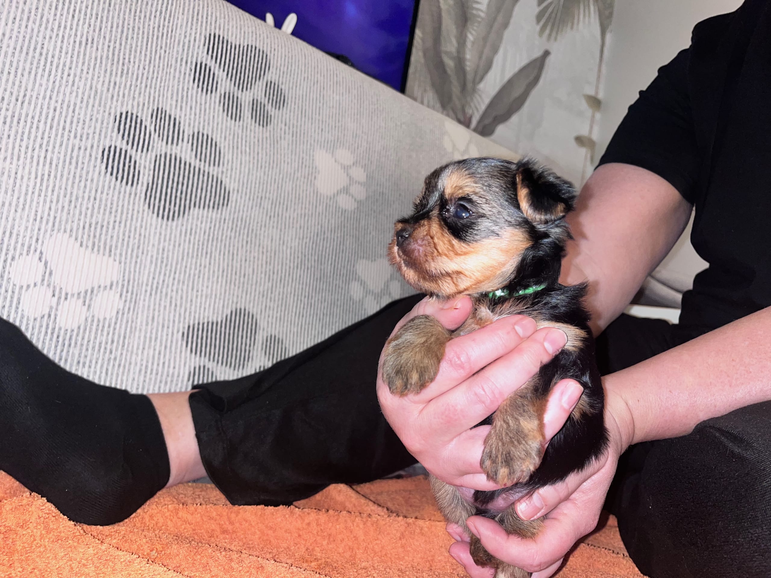 Yorkshire Terrier · 2026-02-18 · Markaryd · Mount Yorkie