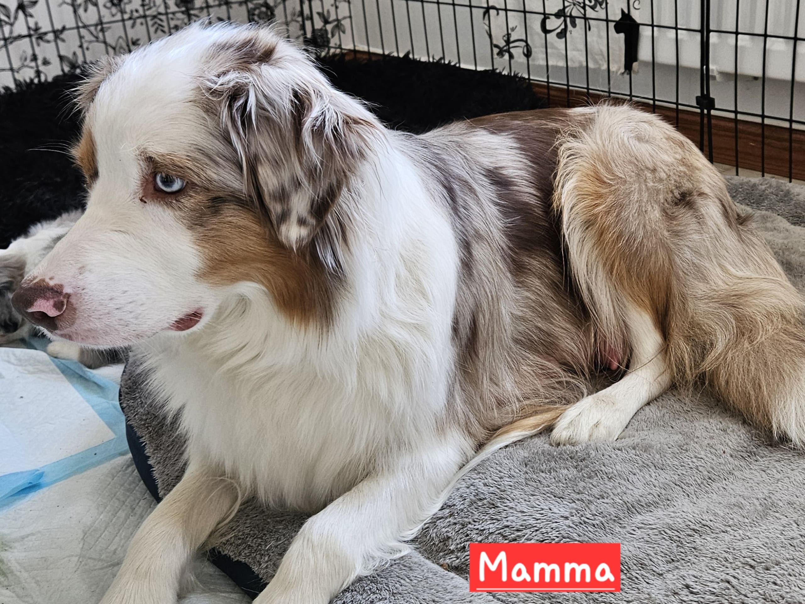 Australien shepherd/border collie · 2026-02-27 · Rättvik · Gunilla G.