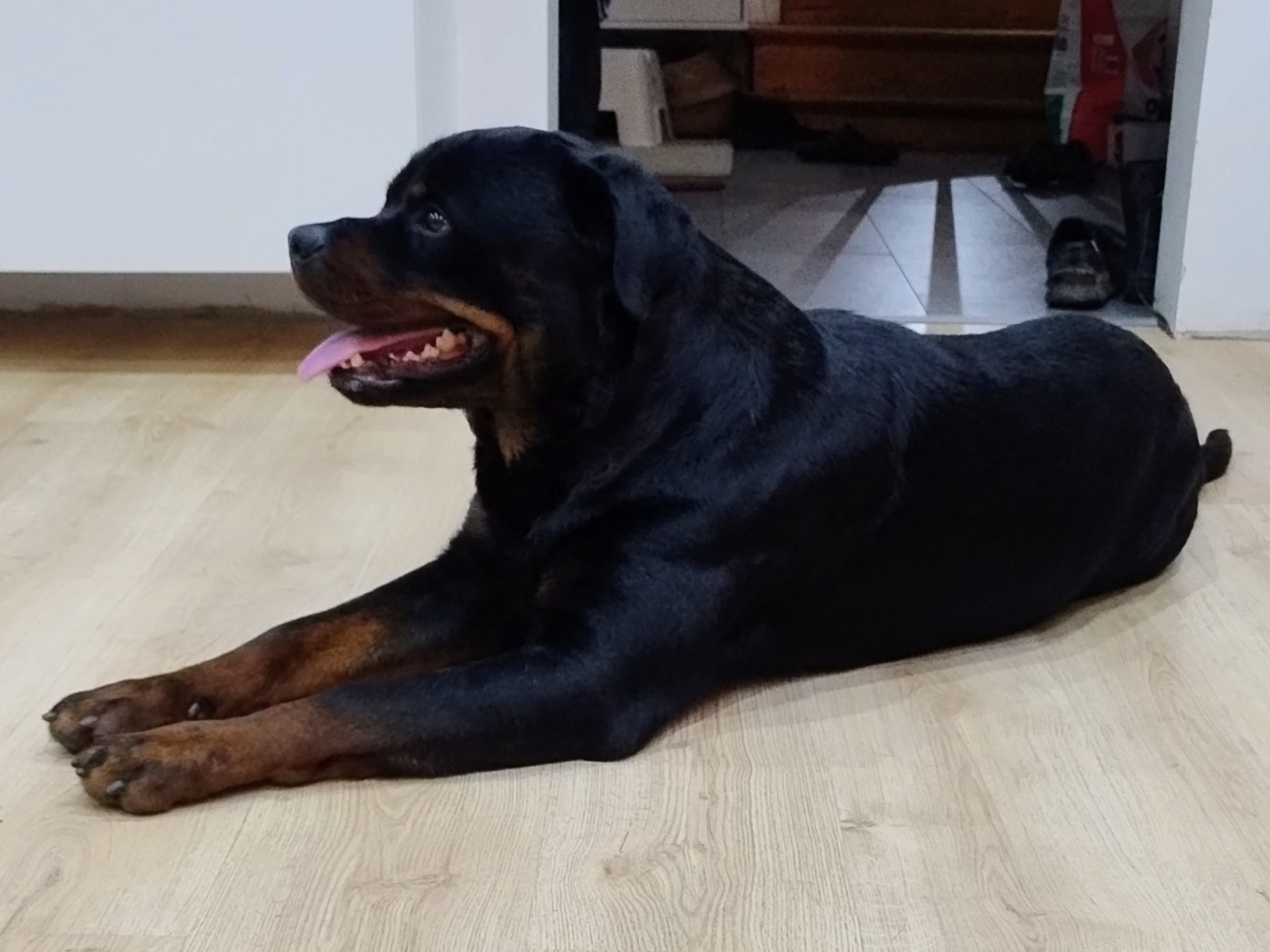 Rottweiler · 2024-05-18 · Skänninge · SARA A.