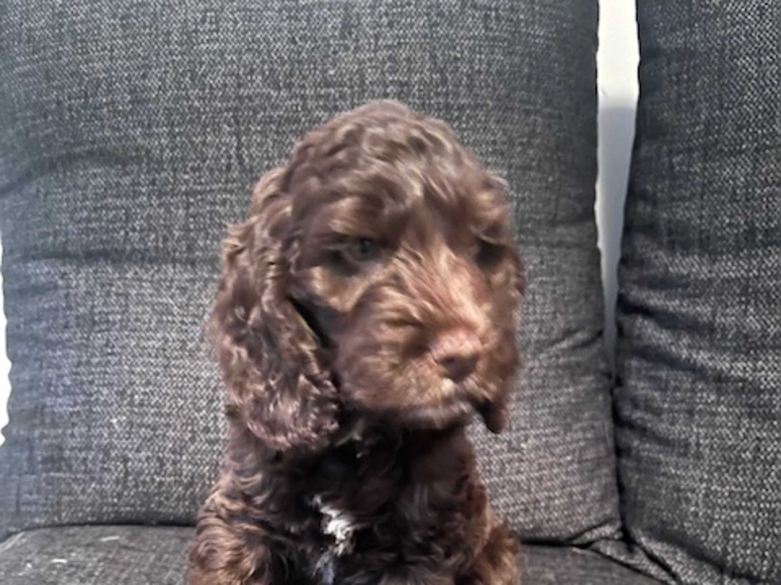 Cockerpoo · 2026-01-25 · Bromma · Filmdjur