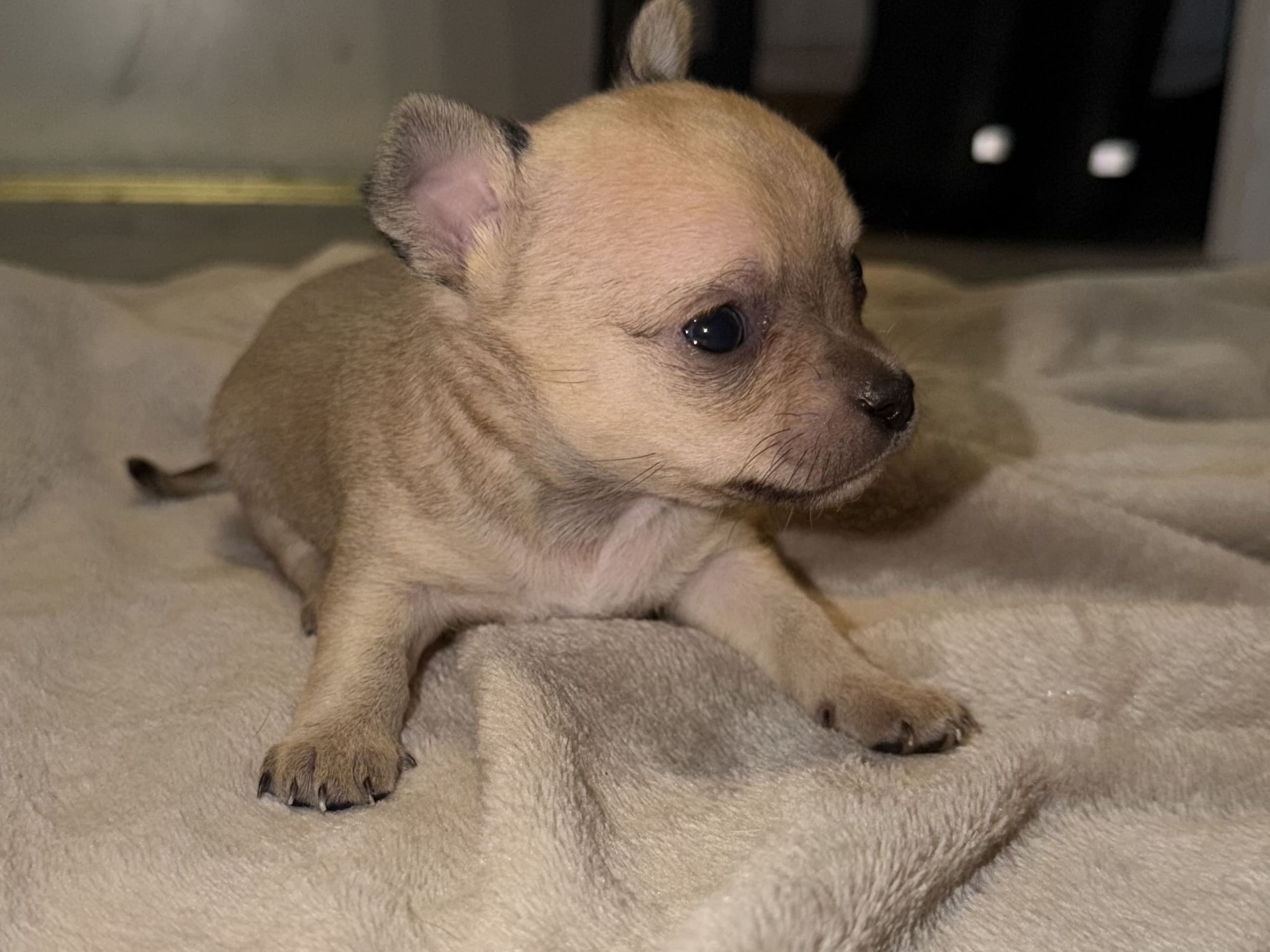 Chihuahua