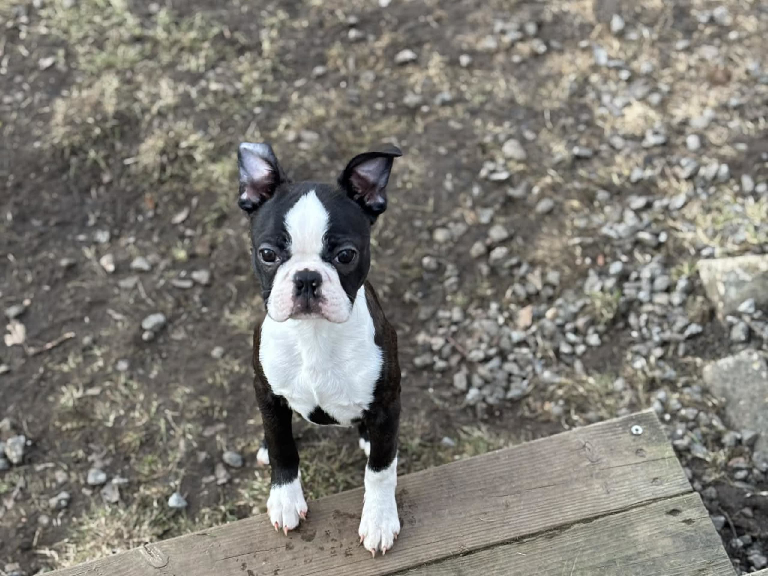 Bostonterrier