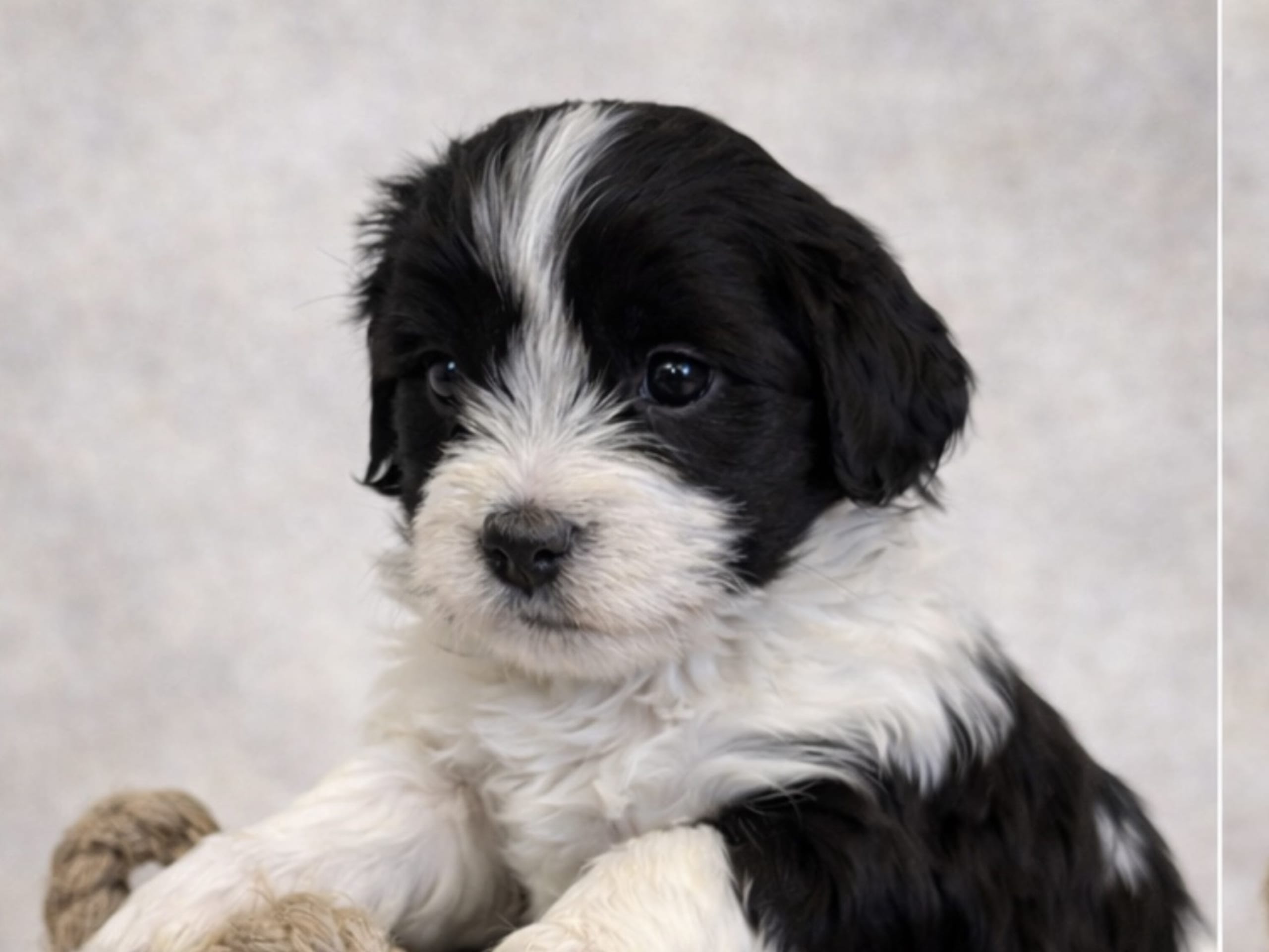 Havapoo · 2026-01-23 · Väring · Vaktmästarboställets kennel