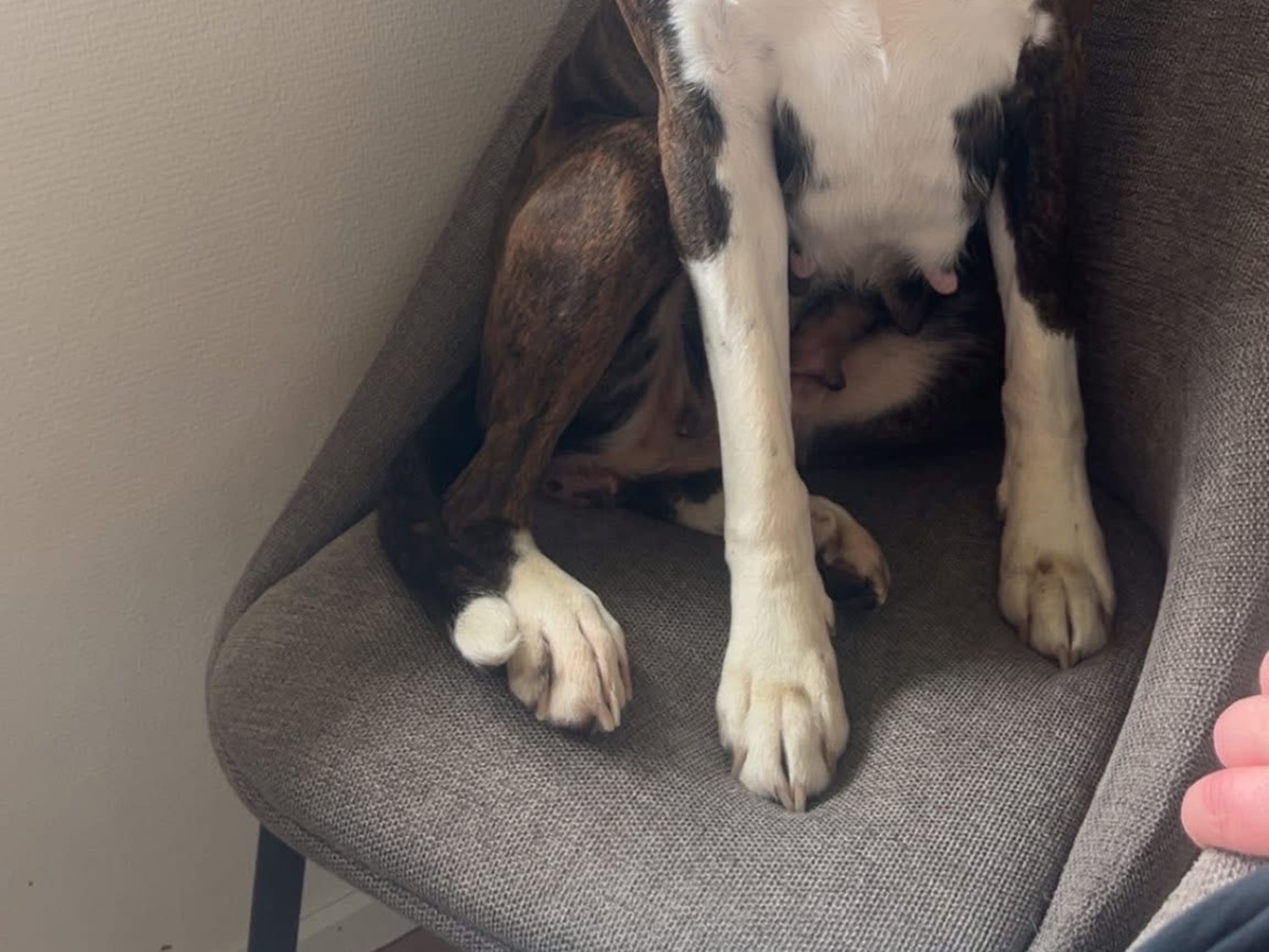 Boxer