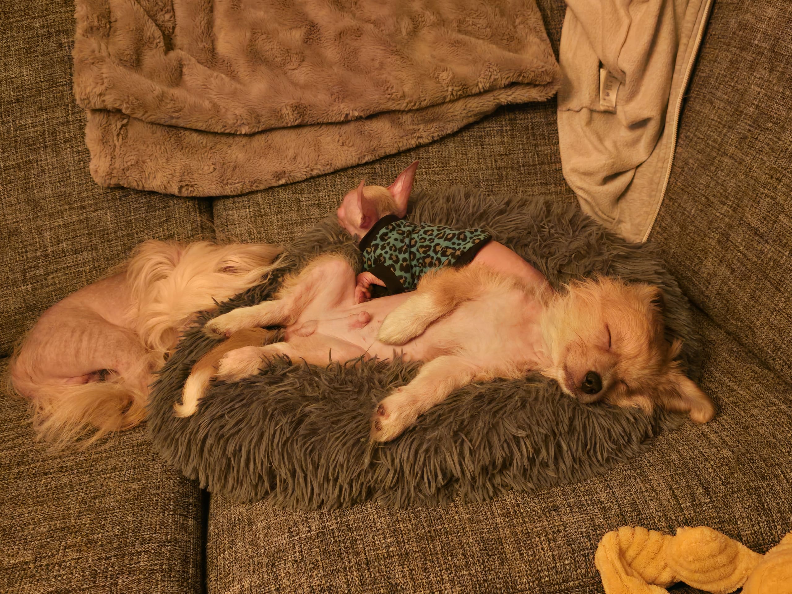 Blandras · 2025-10-15 · åstorp · Sarah H.