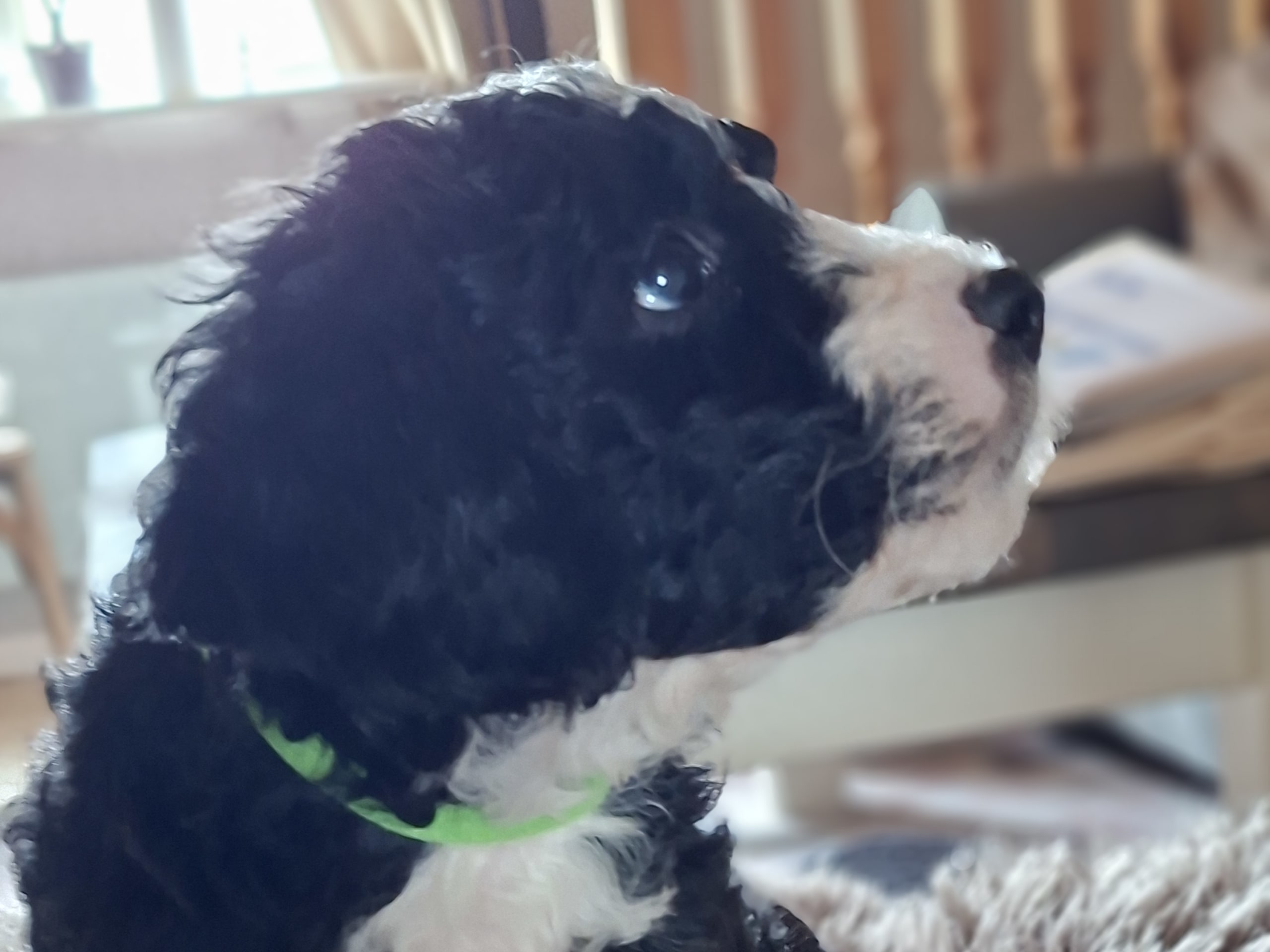 Bernedoodle · 2026-02-13 · Lönashult · Charlotte A.