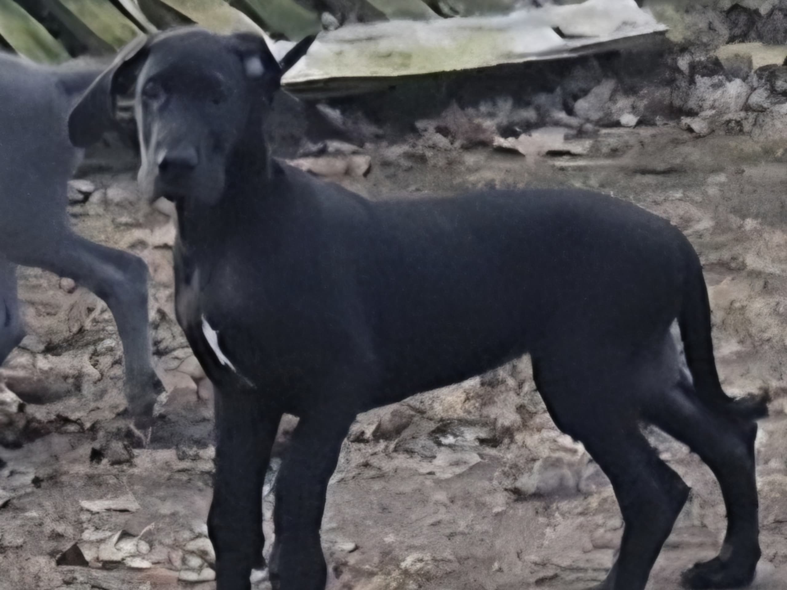Great Dane (Grand danois)