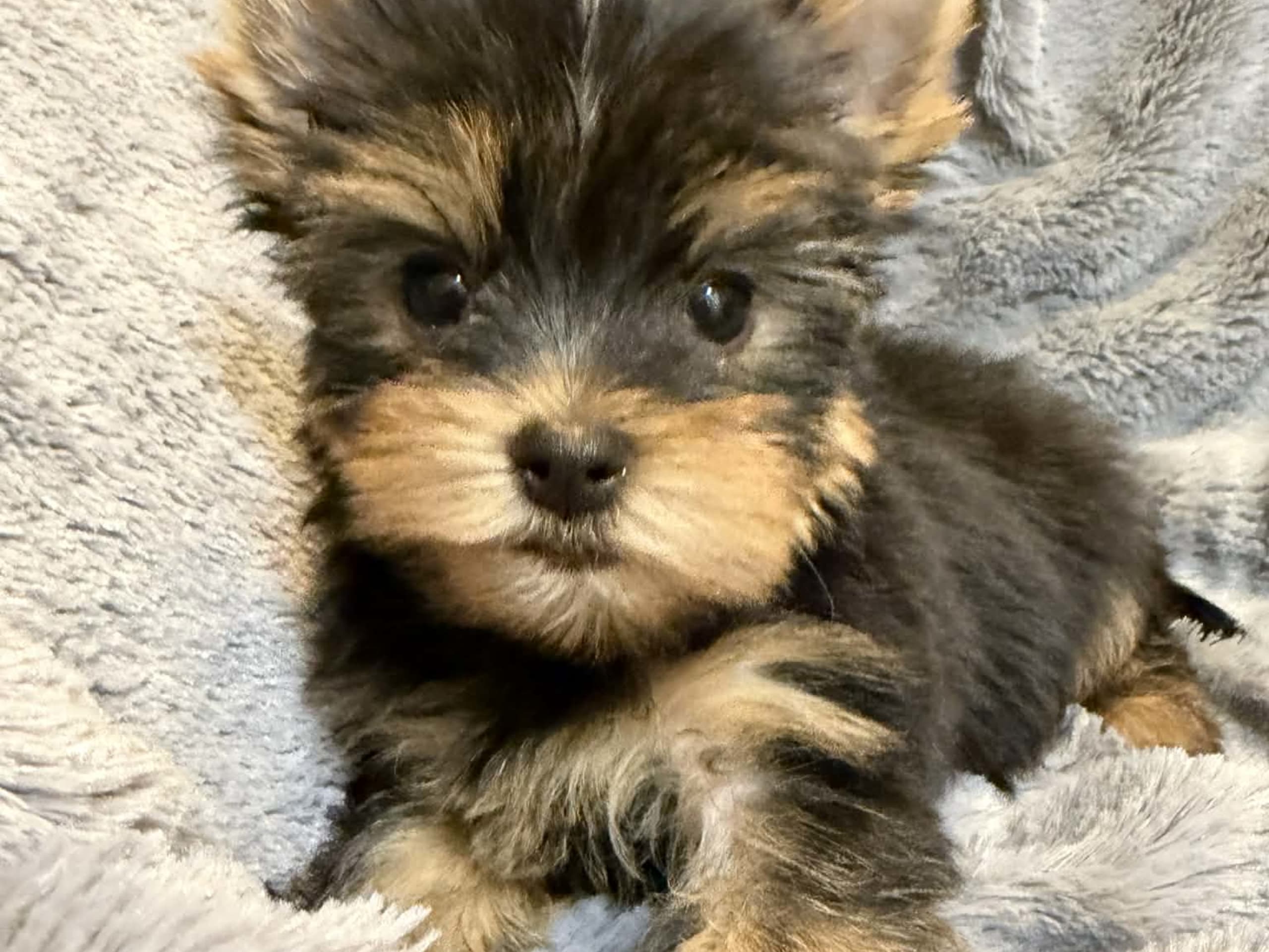 Yorkshire Terrier · 2025-11-23 · Tumba · Samuel P.