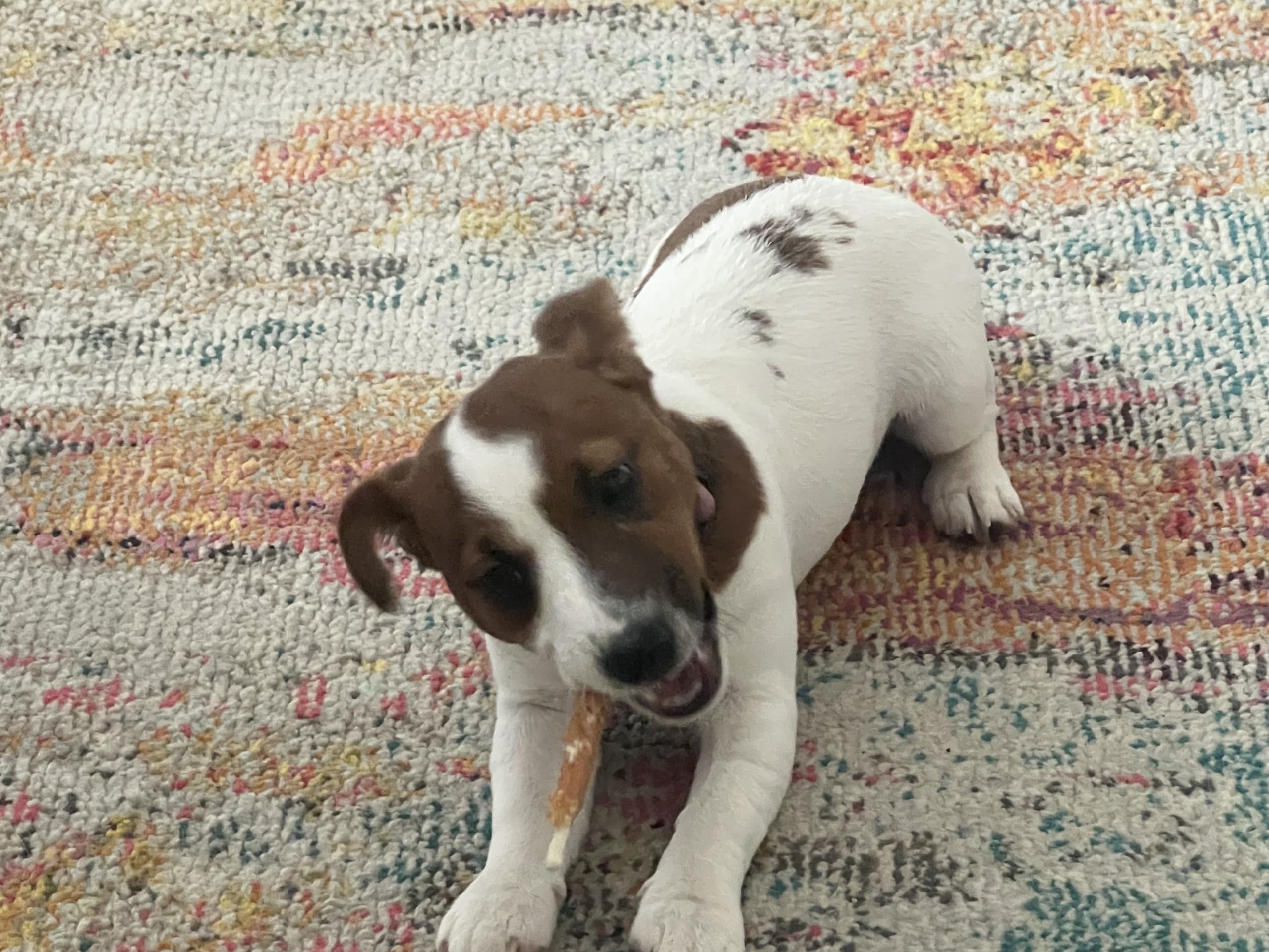 Jack russell terrier · Danderyd · Djursholms tassar