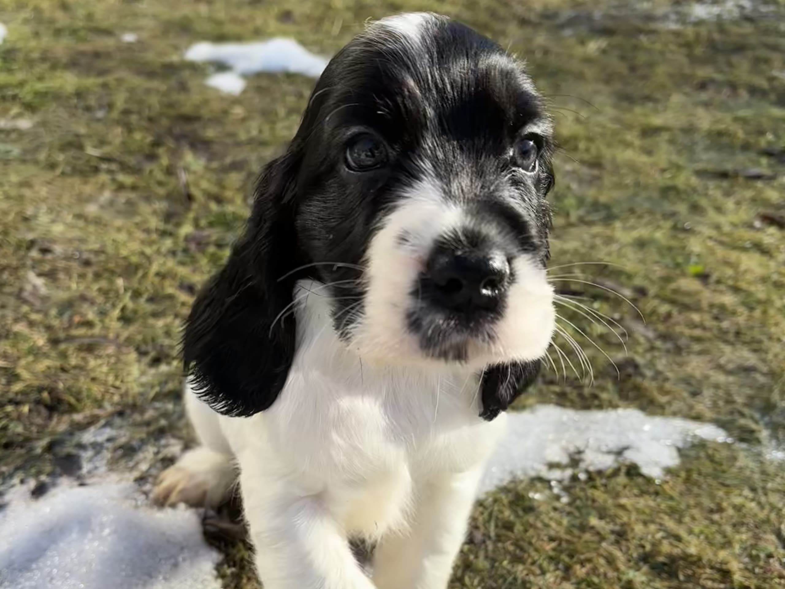 Cocker Spaniel
