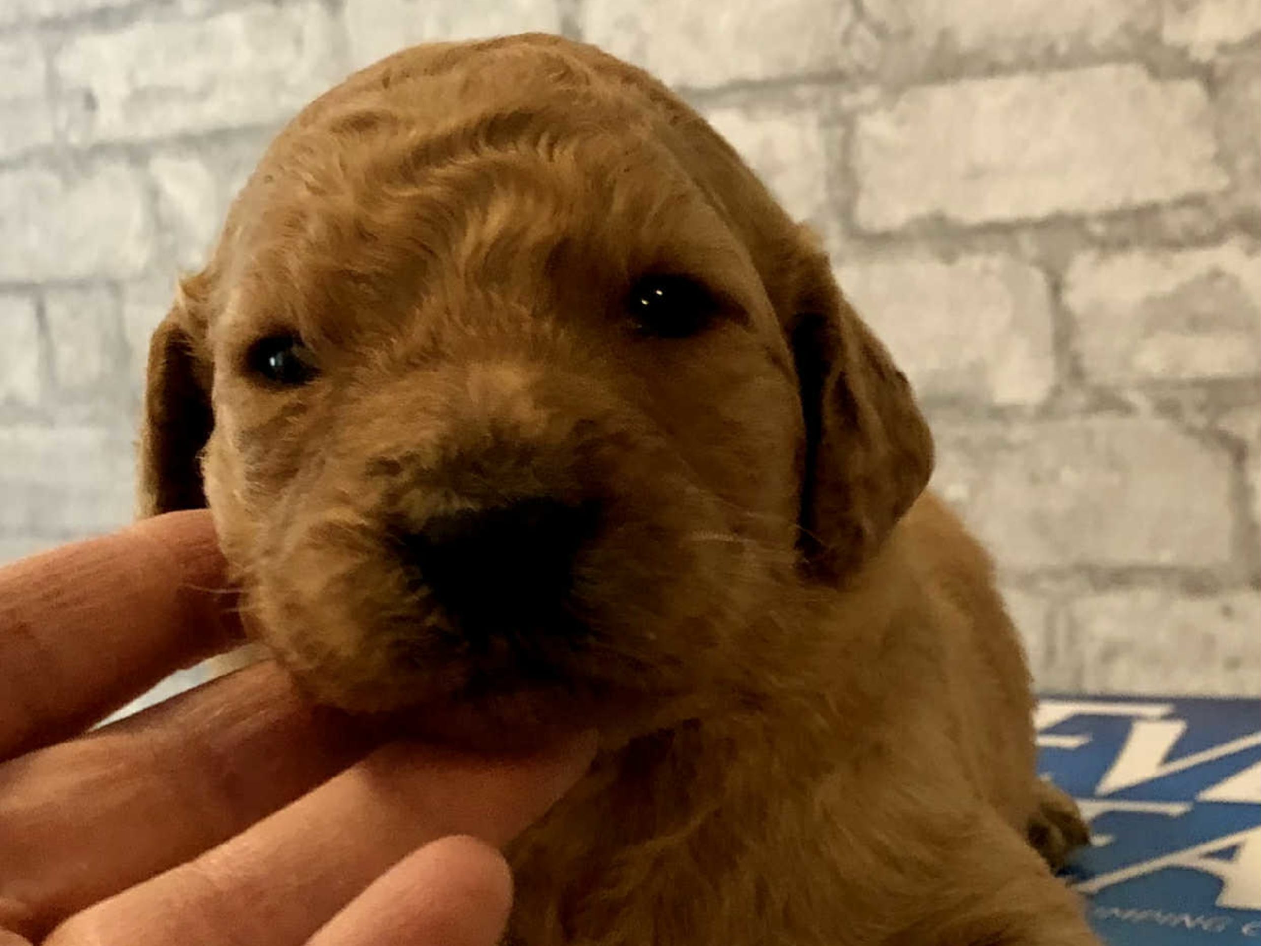 Labradoodle