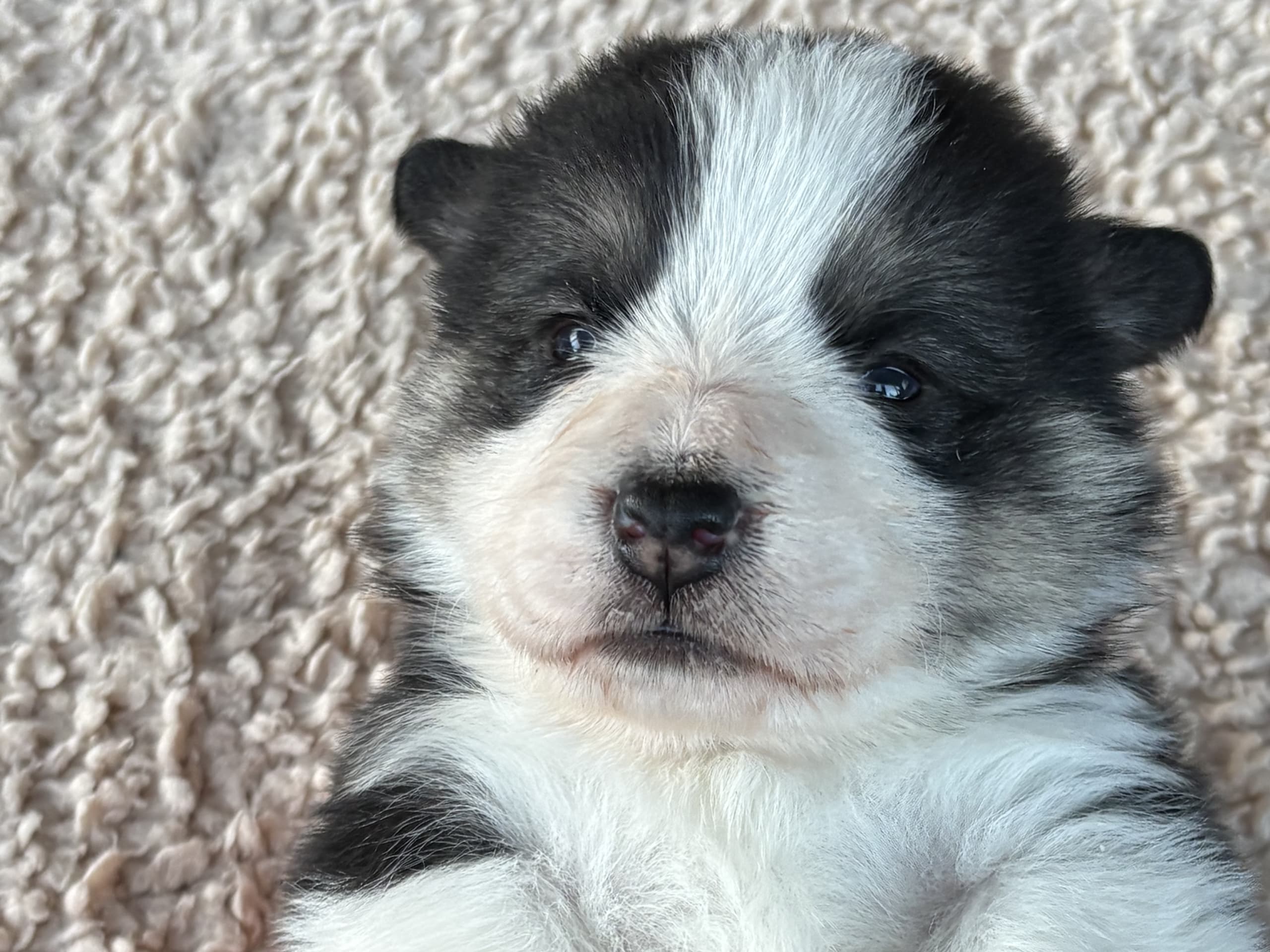 Welsh corgi pembroke · 2026-03-10 · Höör · Jersgården