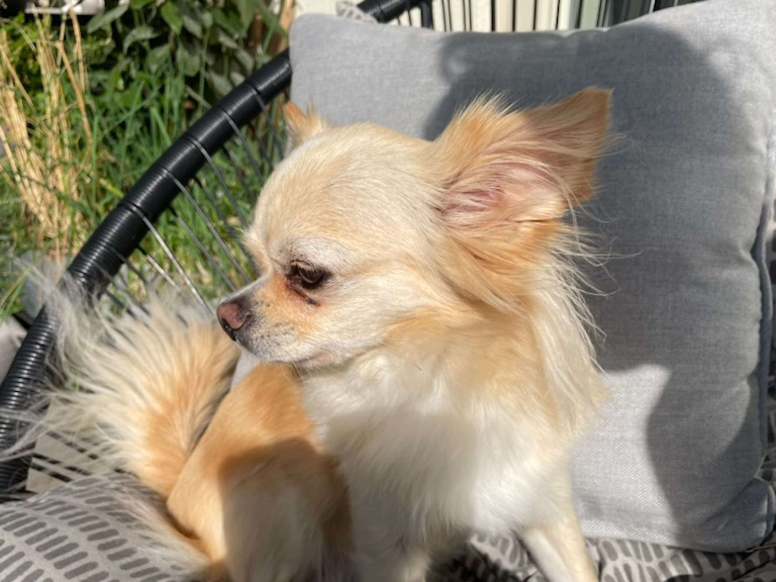 Chihuahua