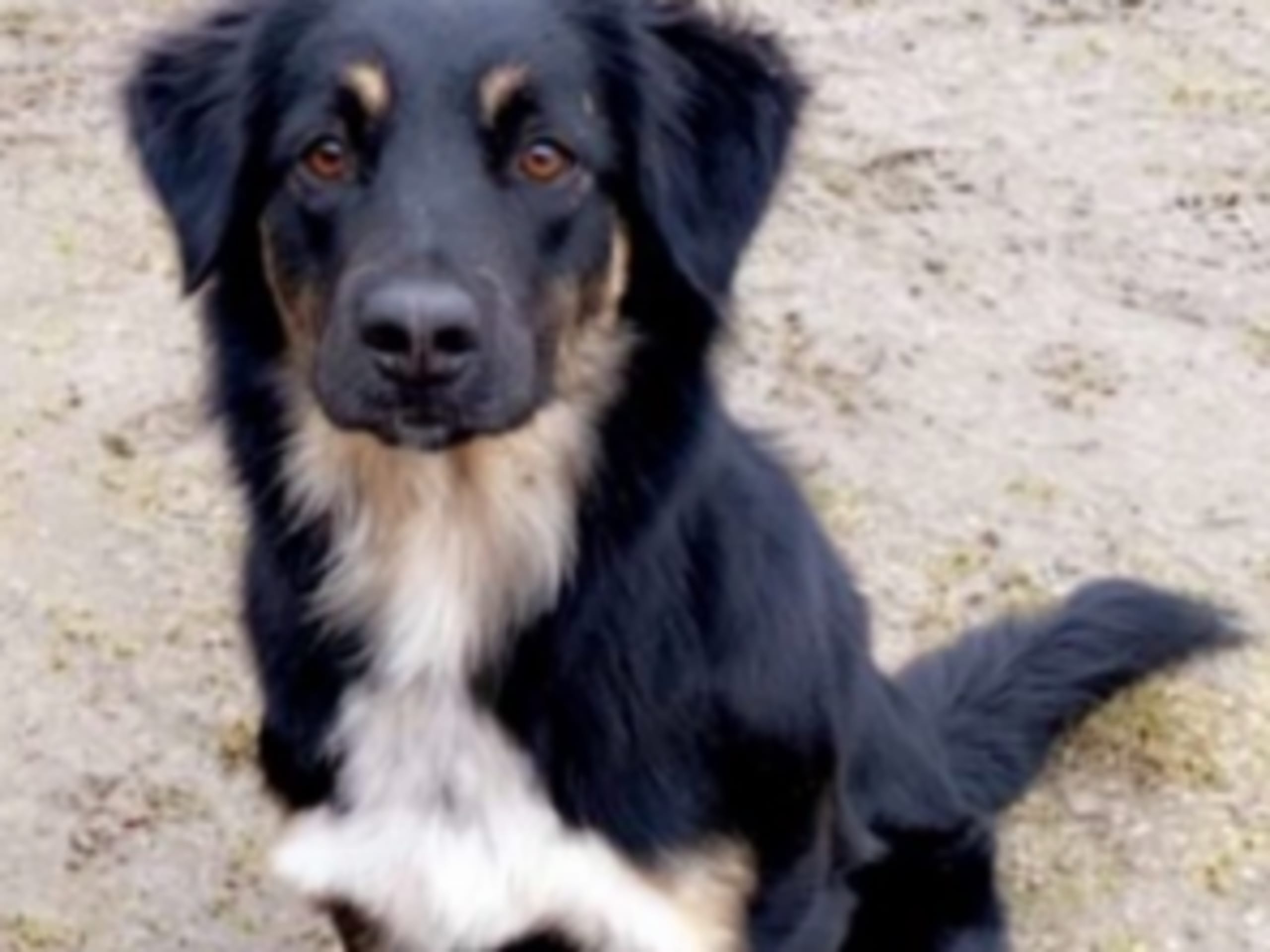 Blandras · 2026-04-26 · Borgholm · Rosenborg