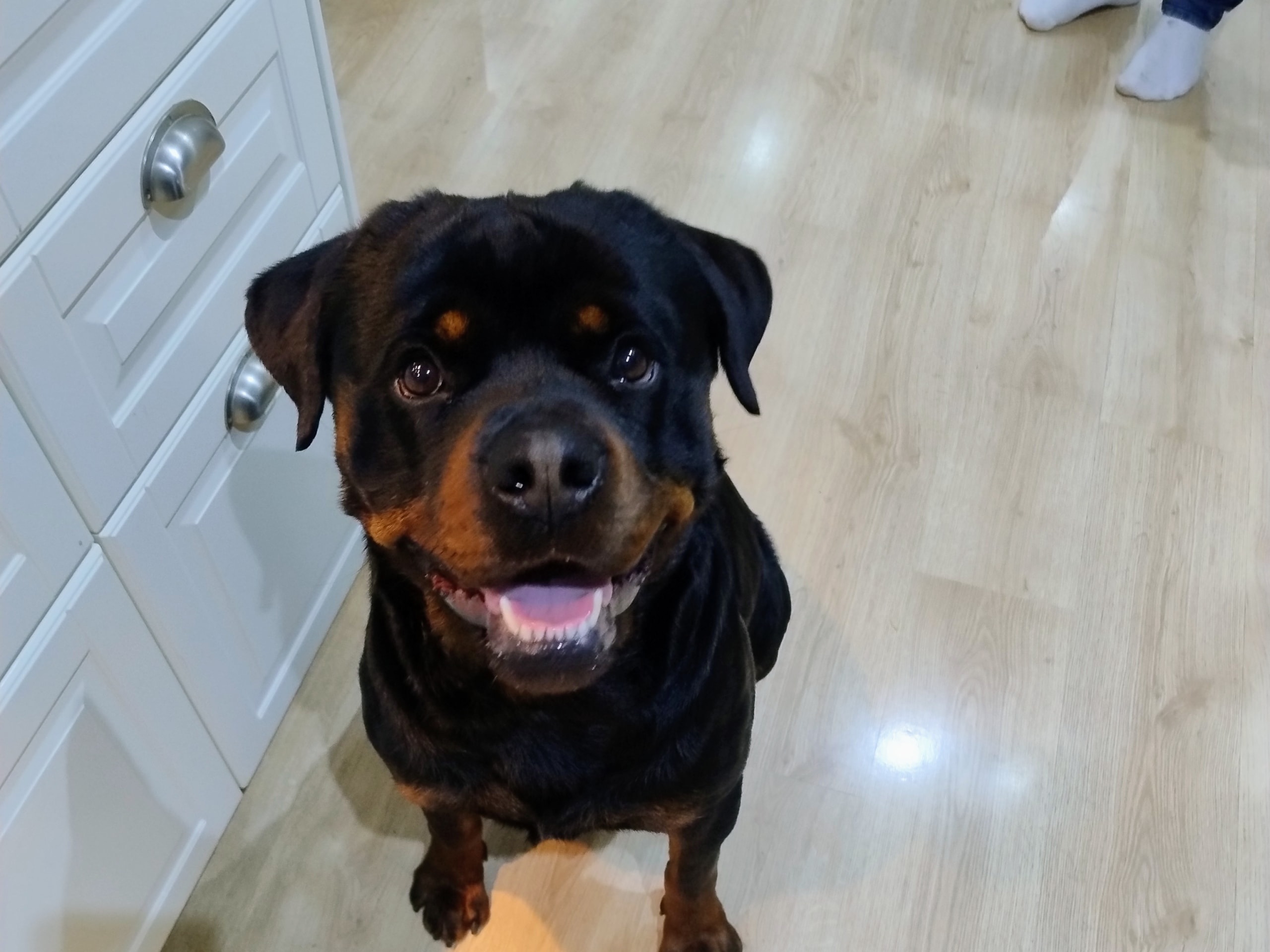 Rottweiler · Skänninge · SARA A.