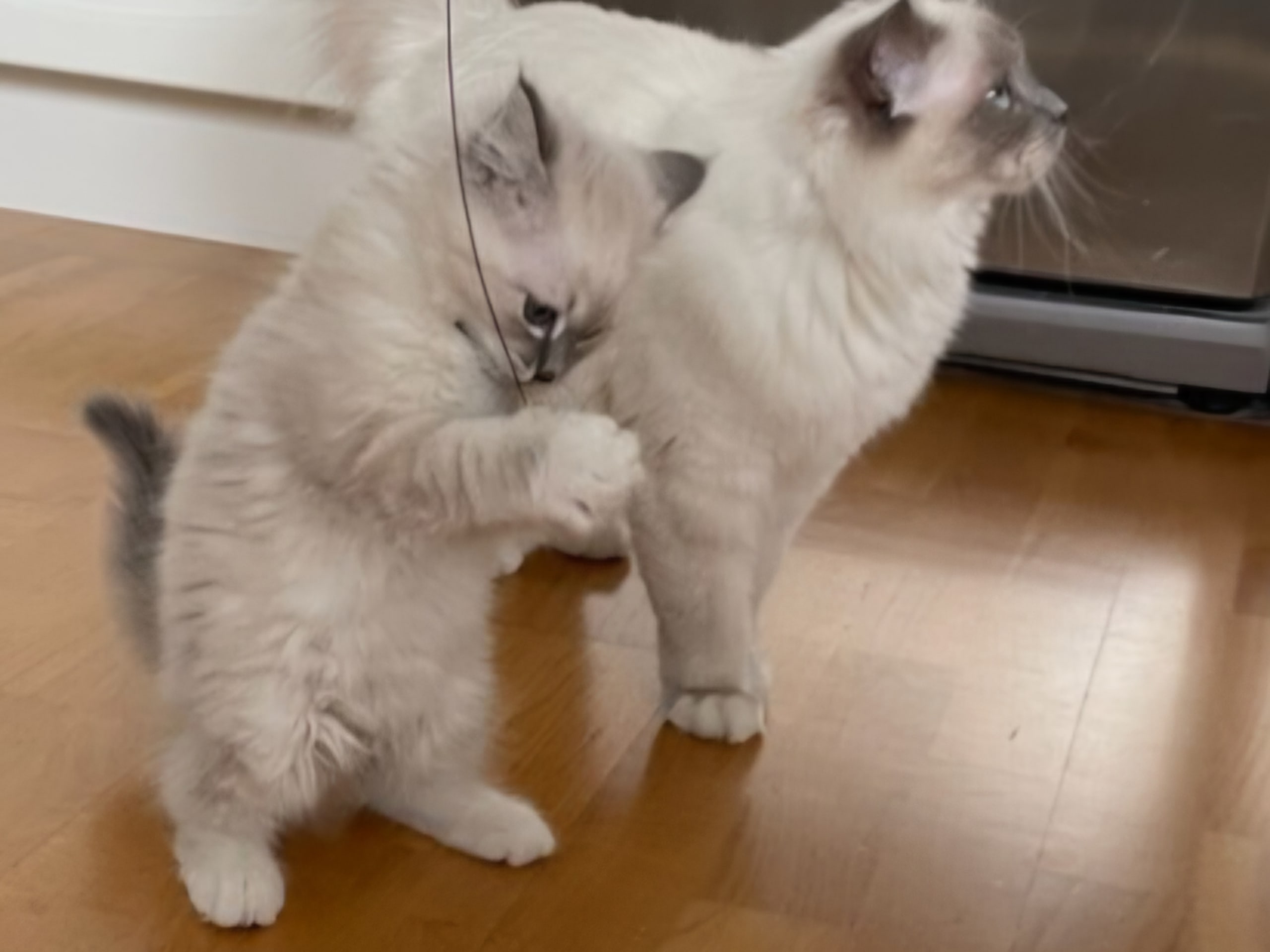 Birman · 2026-01-17 · Norrtälje · SE*Vackraste