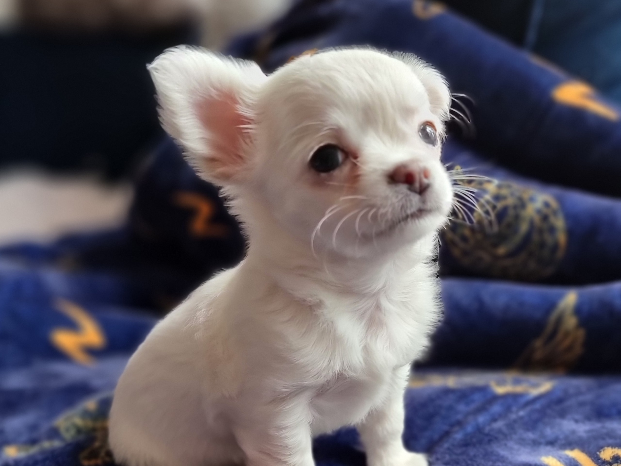 Chihuahua · 2026-01-29 · Bålsta · Minna L.