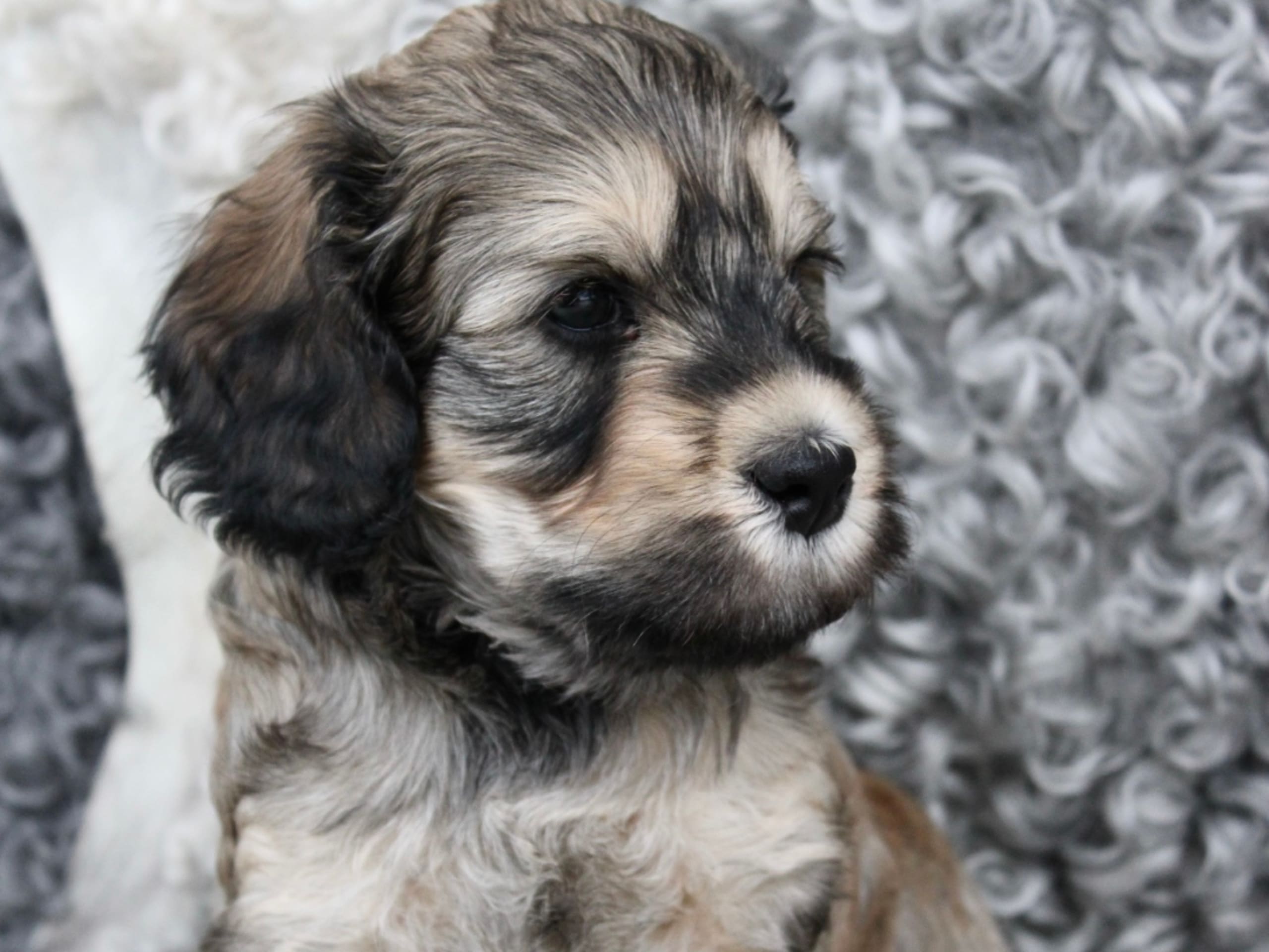 Labradoodle