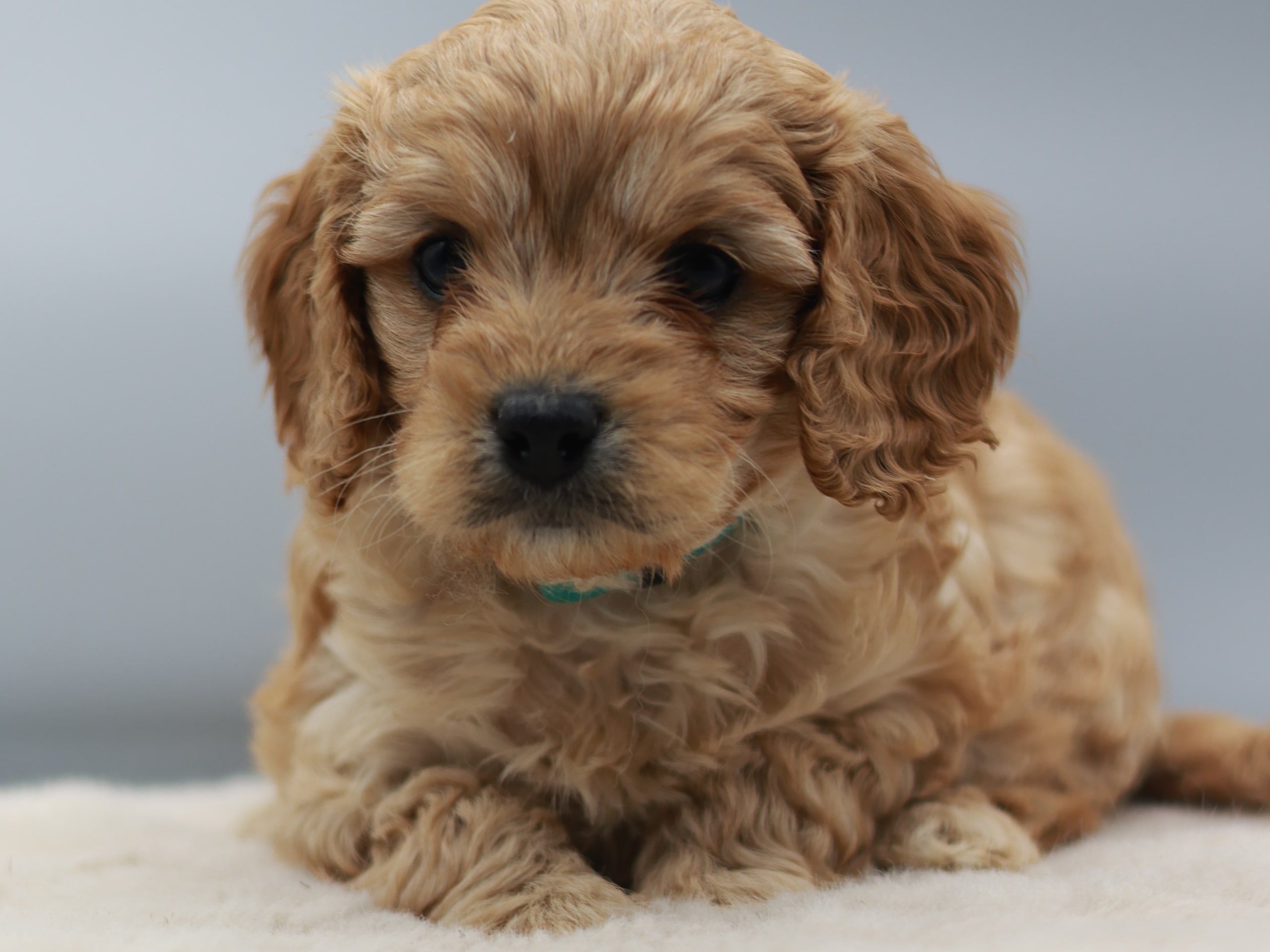 Cavapoo