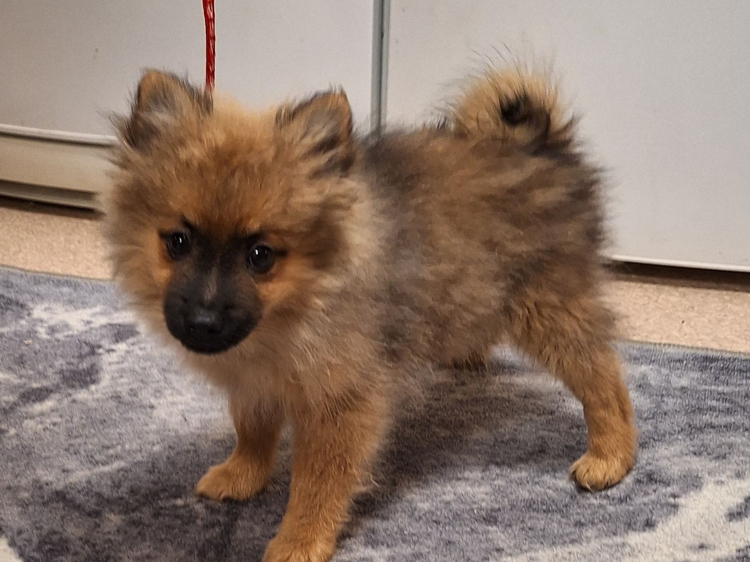 Tysk spets – mittelspitz