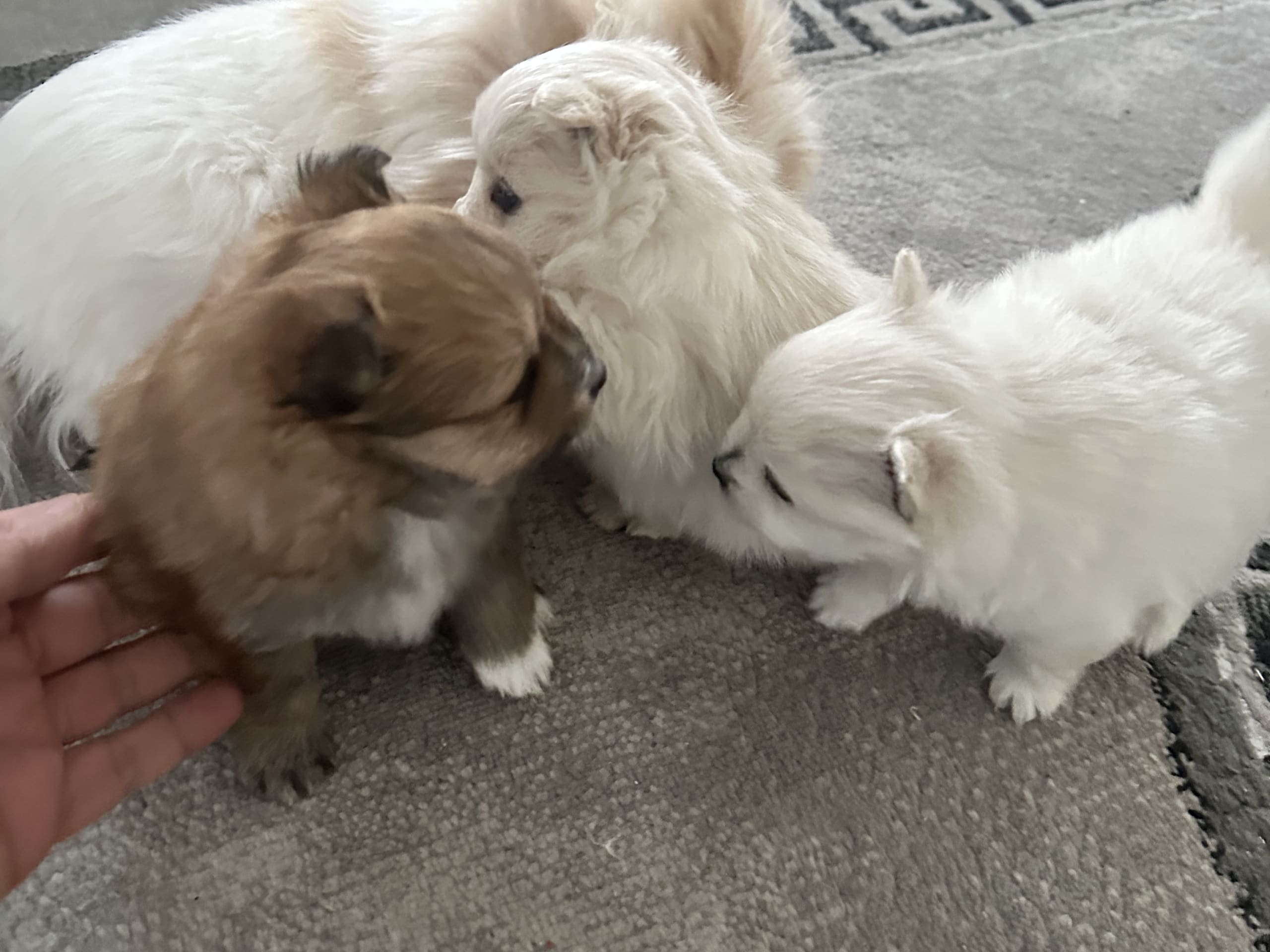 Tysk spets – mittelspitz