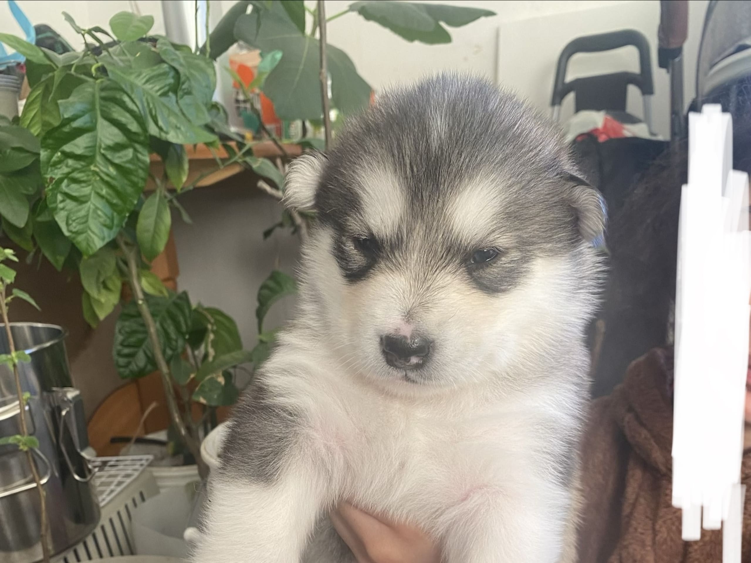 Alaskan Malamute · Ankarsvik · Nabaa H.