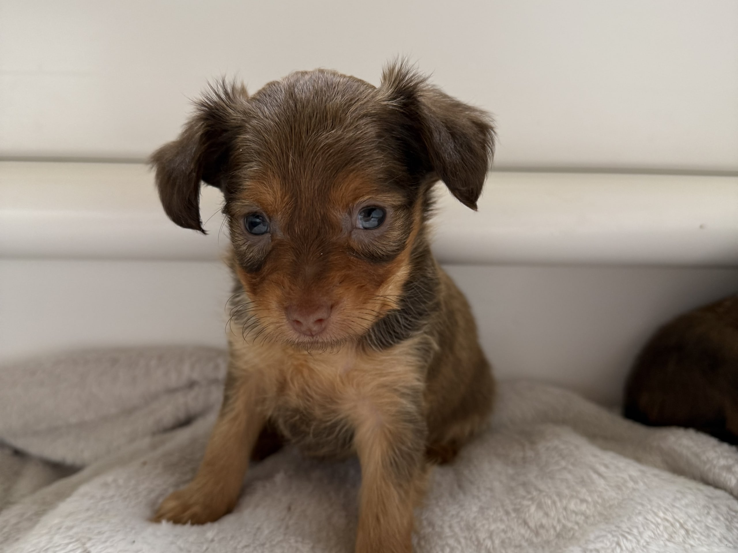 Russkiy Toy · 2026-02-18 · Nybro · Maximo Toys