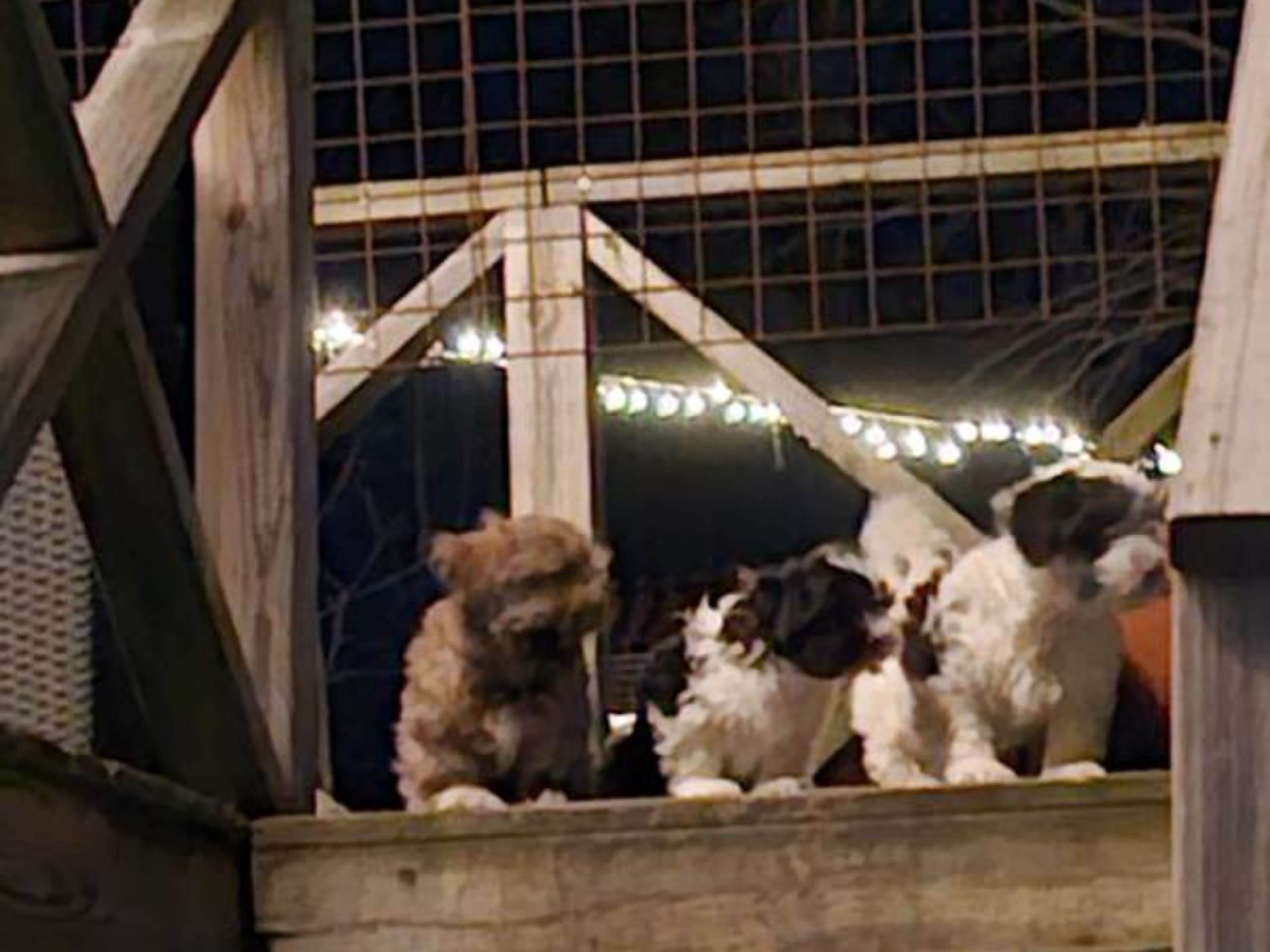 Havanese