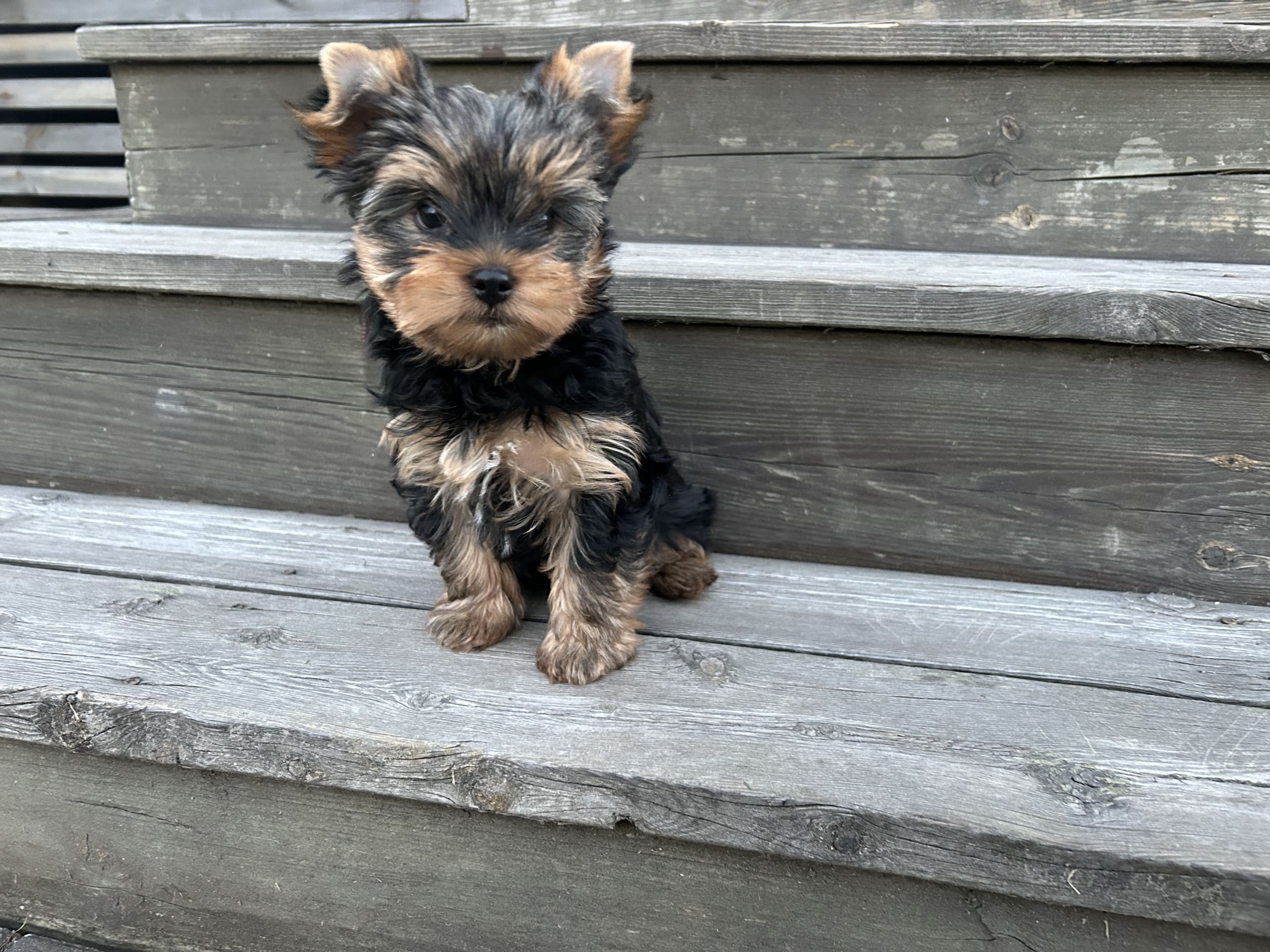 Yorkshire terrier