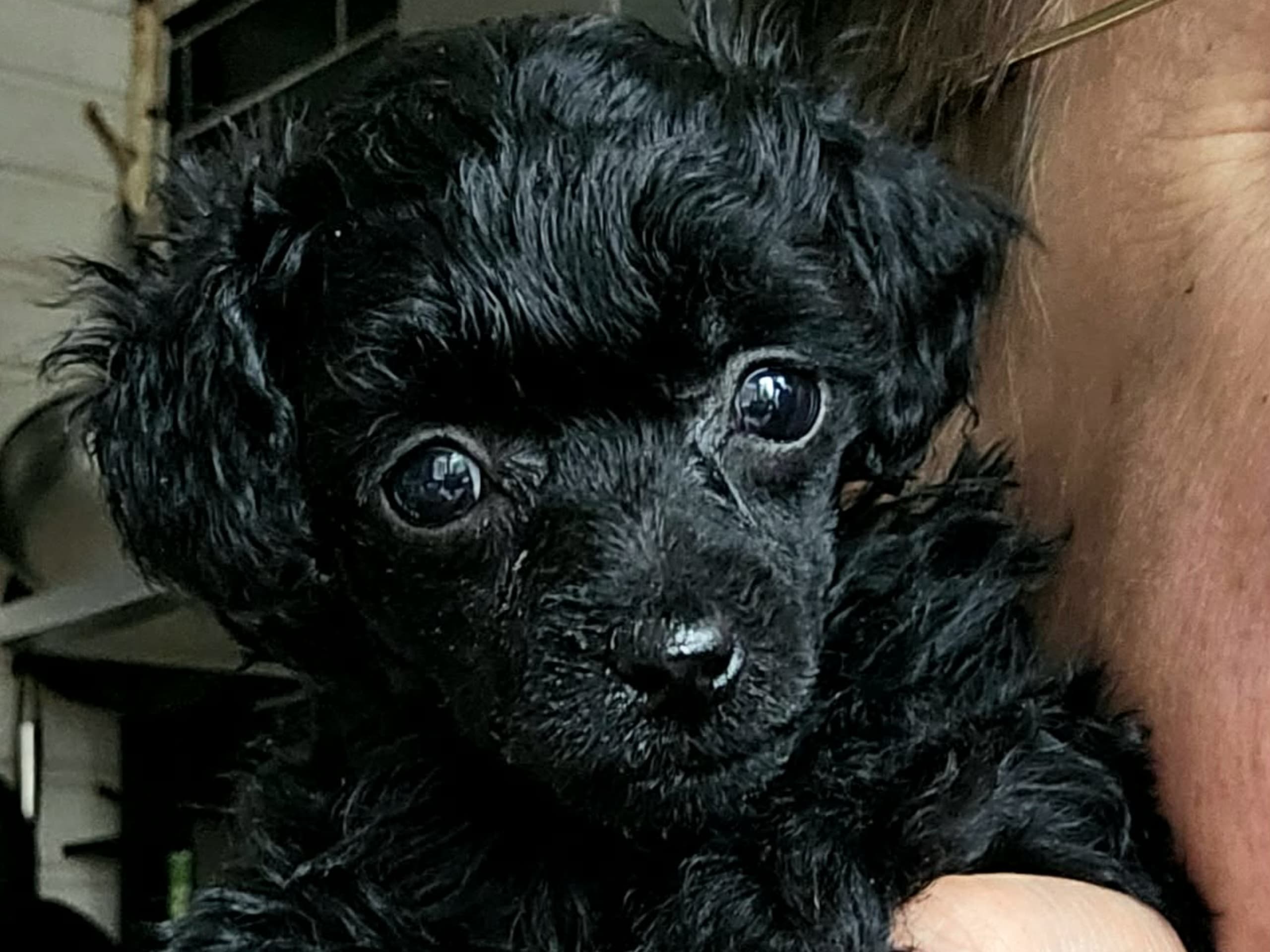 Dvärgpudel/ toypudel · 2026-02-13 · Vedum · ElingsArk